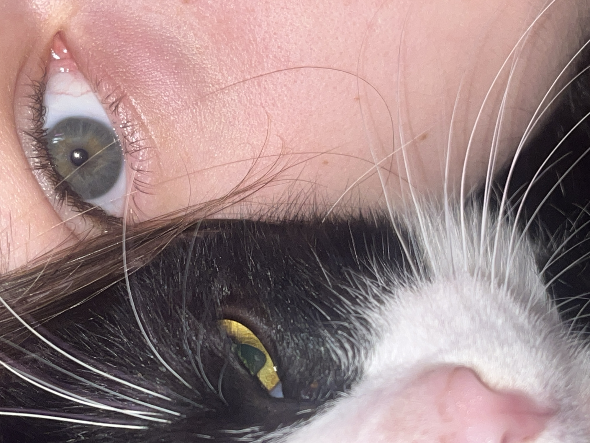 An eye of a light-skinned person is positioned next to the eye, nose, and whiskers of a black and white cat. The human eye is gray-green with dark lashes. The cat has long, white whiskers. The environment is blurry and dark. There is no evidence to suggest the location is in Saint Petersburg, Russia.