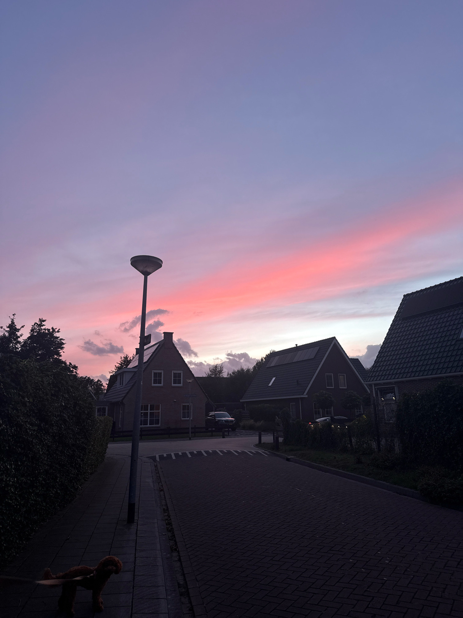 The image captures a suburban street scene in Marum, Netherlands, during a twilight hour, characterized by a vibrant sky transitioning from pale purple to vivid pink. In the foreground, a dark, paved road runs diagonally from right to left, bordered by a brick sidewalk on the left. A small, brown dog on a leash is visible on the sidewalk, facing away from the camera. A tall, modern streetlamp stands on the sidewalk.
Several houses line the street. On the left, a brick house with white-trimmed windows and a pitched roof is partially obscured by dense green foliage. Further down the street on the right, two other houses are visible; one with a dark tiled roof and solar panels, and another, larger brick house with prominent white-framed windows and a chimney. The sky above is a dramatic canvas of soft purples and bright pinks, with scattered, wispy clouds. Trees and hedges form a dark, silhouetted backdrop on the left and right sides of the image, and a few parked cars are faintly visible in the driveways of the houses. The overall atmosphere is serene and tranquil, marking the end of the day.