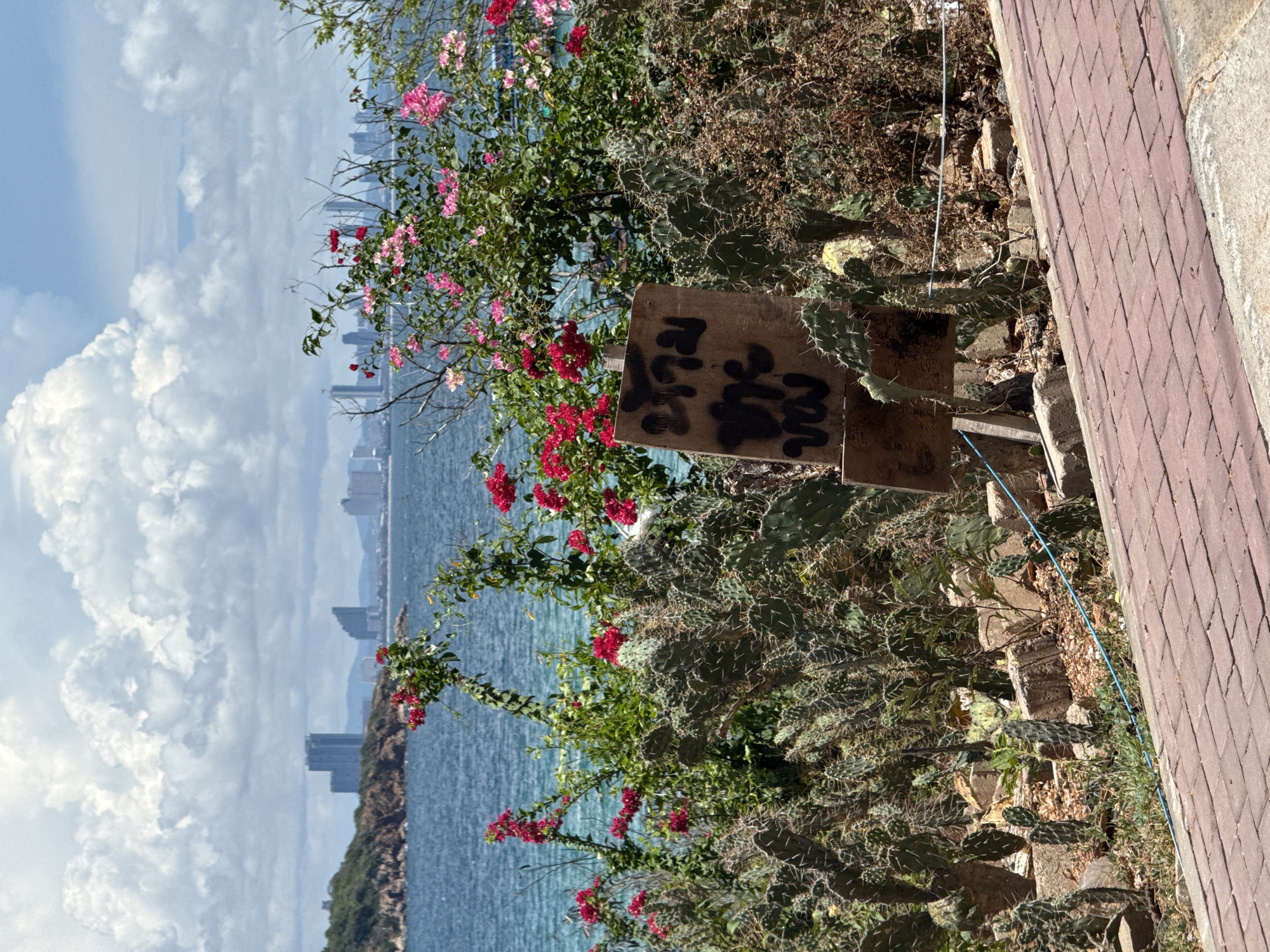The image, taken in Pattaya City, Thailand, shows a view from an elevated position overlooking the sea. A city skyline is visible in the distance, partially obscured by clouds. A coastal headland is present on the left side of the frame. In the foreground, a vibrant display of flowers, primarily pink and red, intermingles with a dense patch of cacti. A wooden sign is positioned among the cacti, bearing illegible, dark-colored markings. A section of paved walkway is visible along the right edge of the image.