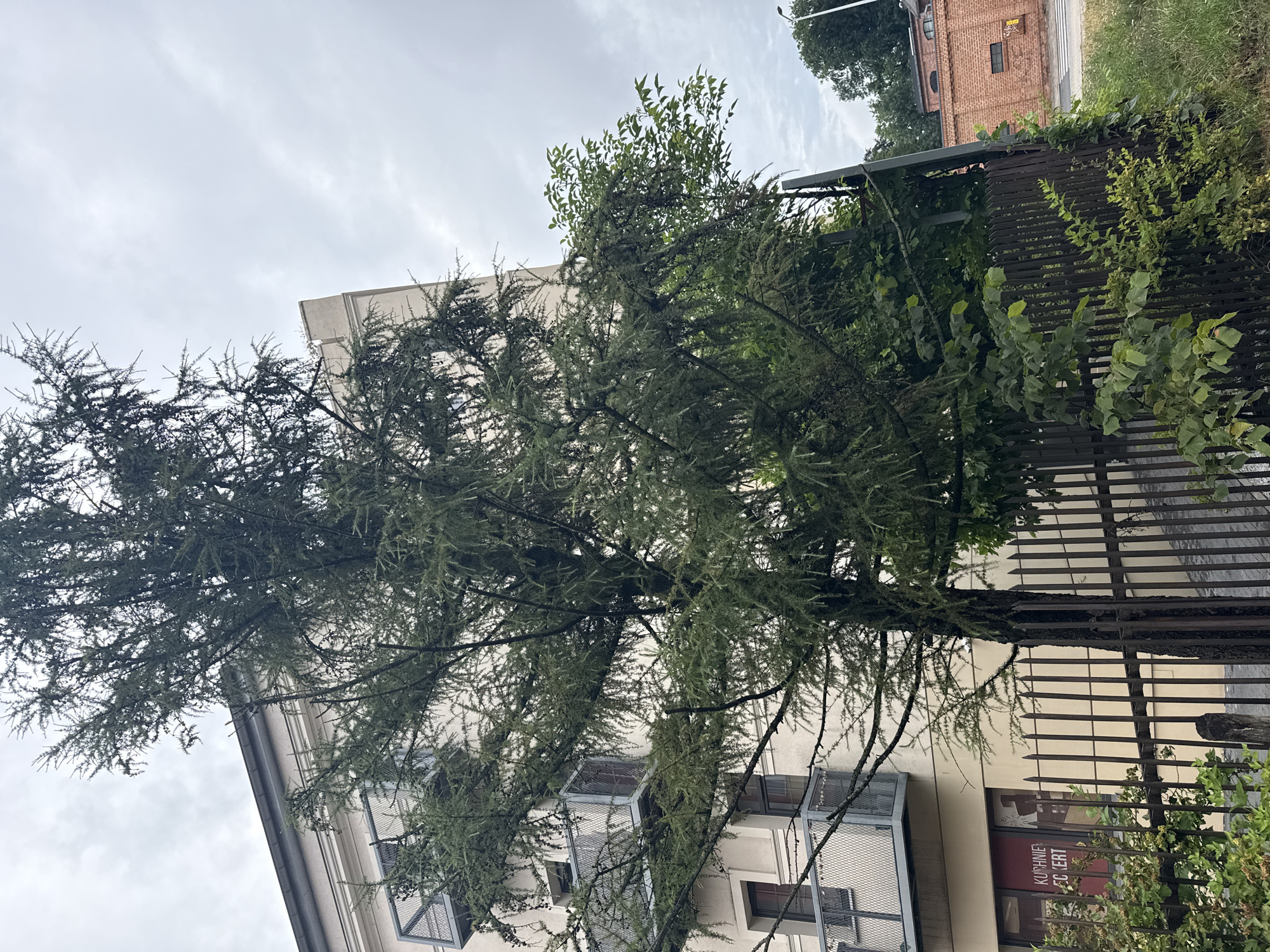 The image depicts a street view in Zielona Góra, Poland, on an overcast day. In the foreground, a tall, mature evergreen tree with sparse branches dominates the left side of the frame. Behind the tree, a multi-story building with a light-colored facade is visible. This building features balconies with metal railings. To the left of the tree, a red sign with white text reading "KUCHNIE ECKERT" is affixed to the building at street level. A dark, vertical metal fence runs across the midground, separating the foreground from the building. Beyond the fence and to the right of the building, a brick structure with arched windows is visible, suggesting an industrial or commercial area. The ground is covered with grass and vegetation. The sky is cloudy and gray, indicating a diffused light. There are no people or animals present in the image.