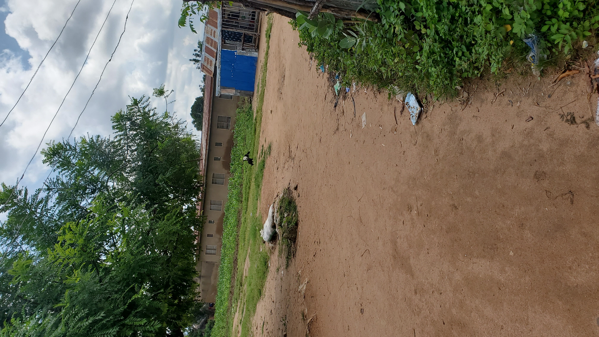 The image depicts an outdoor scene in a village or rural area, likely in Jalingo, Nigeria, characterized by dry, sandy soil forming a path. A large tree with dense green foliage dominates the left side of the frame, casting shadows. In the background, a long, single-story building with multiple windows and a corrugated metal roof is visible, flanked by an area of green crops, possibly maize, and another structure with a blue facade and a corrugated metal roof.
On the path, a large, white sack or bale, possibly filled with goods or material, rests on the ground. Further down the path, a black and white animal, possibly a goat or a dog, is grazing or standing. The right side of the image shows a strip of green vegetation bordering the path, with some debris, including plastic bags, scattered on the ground. Overhead, the sky is partly cloudy with large white cumulus clouds. Power lines are also visible stretching across the sky. The overall impression is one of a modest, somewhat unkempt, rural settlement under a bright sky.