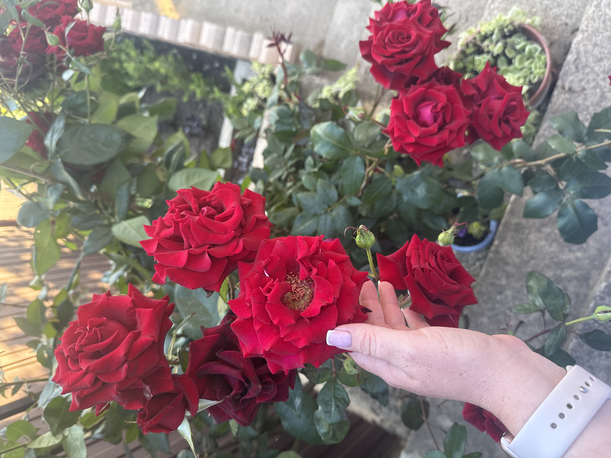 In this medium-shot image, a person's left hand, adorned with a light pink nail polish and a white smartwatch, gently touches a cluster of deep red roses in an outdoor setting. The roses, with their velvety petals, are in various stages of bloom, some fully open and others still forming. Green leaves and thorny stems form a lush backdrop for the vibrant flowers. The scene appears to be in a garden, possibly a backyard or a park, with a blurred background suggesting a fence or wall. The lighting indicates it is daytime, with sunlight casting subtle shadows. The composition focuses on the interaction between the hand and the roses, highlighting the texture and color of the flowers.