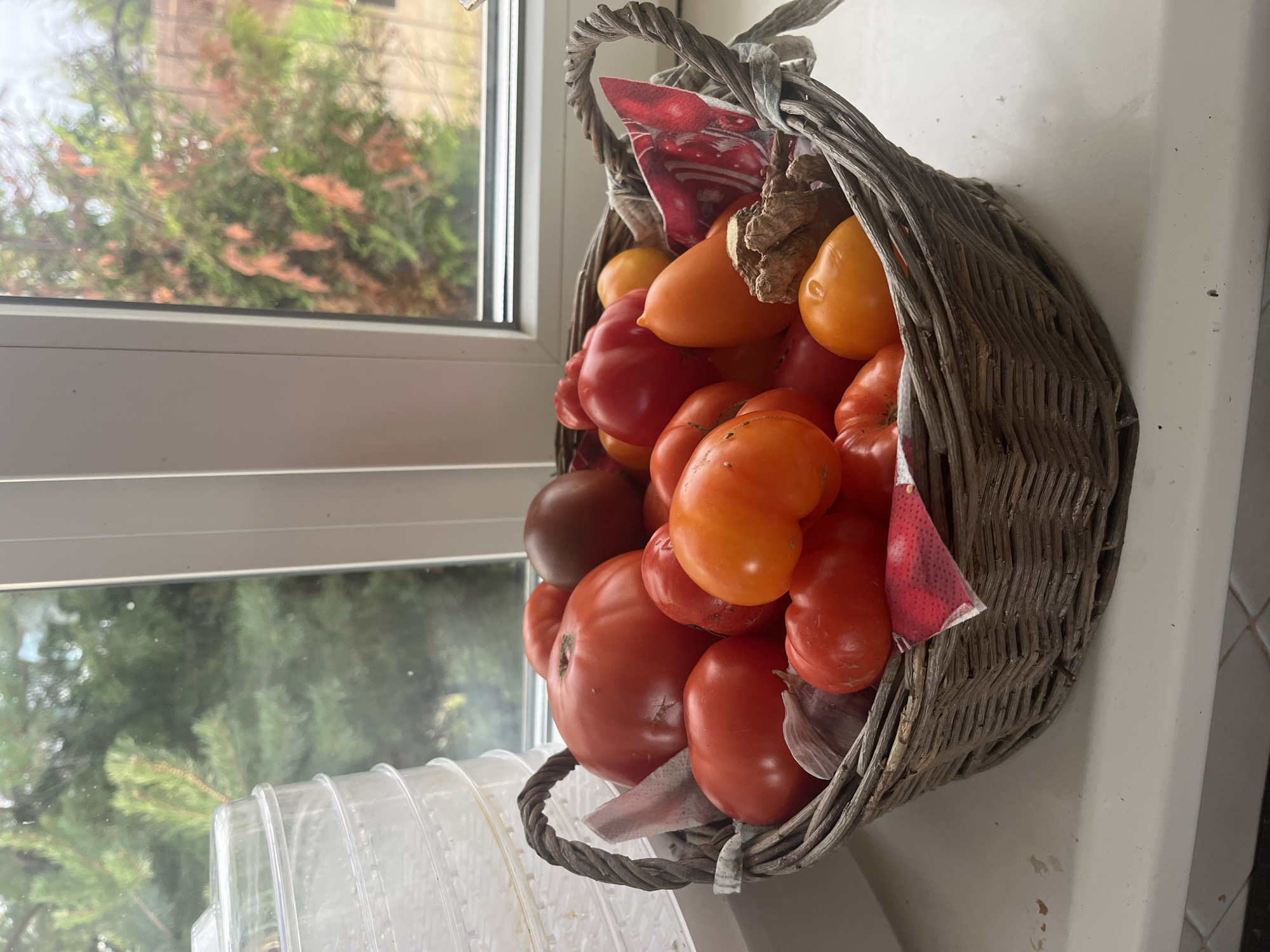 A wicker basket filled with ripe tomatoes, a garlic bulb, and a small piece of wood sits on a white windowsill. Behind the basket, a window shows a blurred view of green trees and foliage. To the left of the basket is a stack of clear plastic trays, possibly from a food dehydrator. The scene is indoors, in what appears to be a kitchen or sunroom, with natural light filtering through the window. No people are visible. The overall impression is one of a harvest displayed for use or preservation.