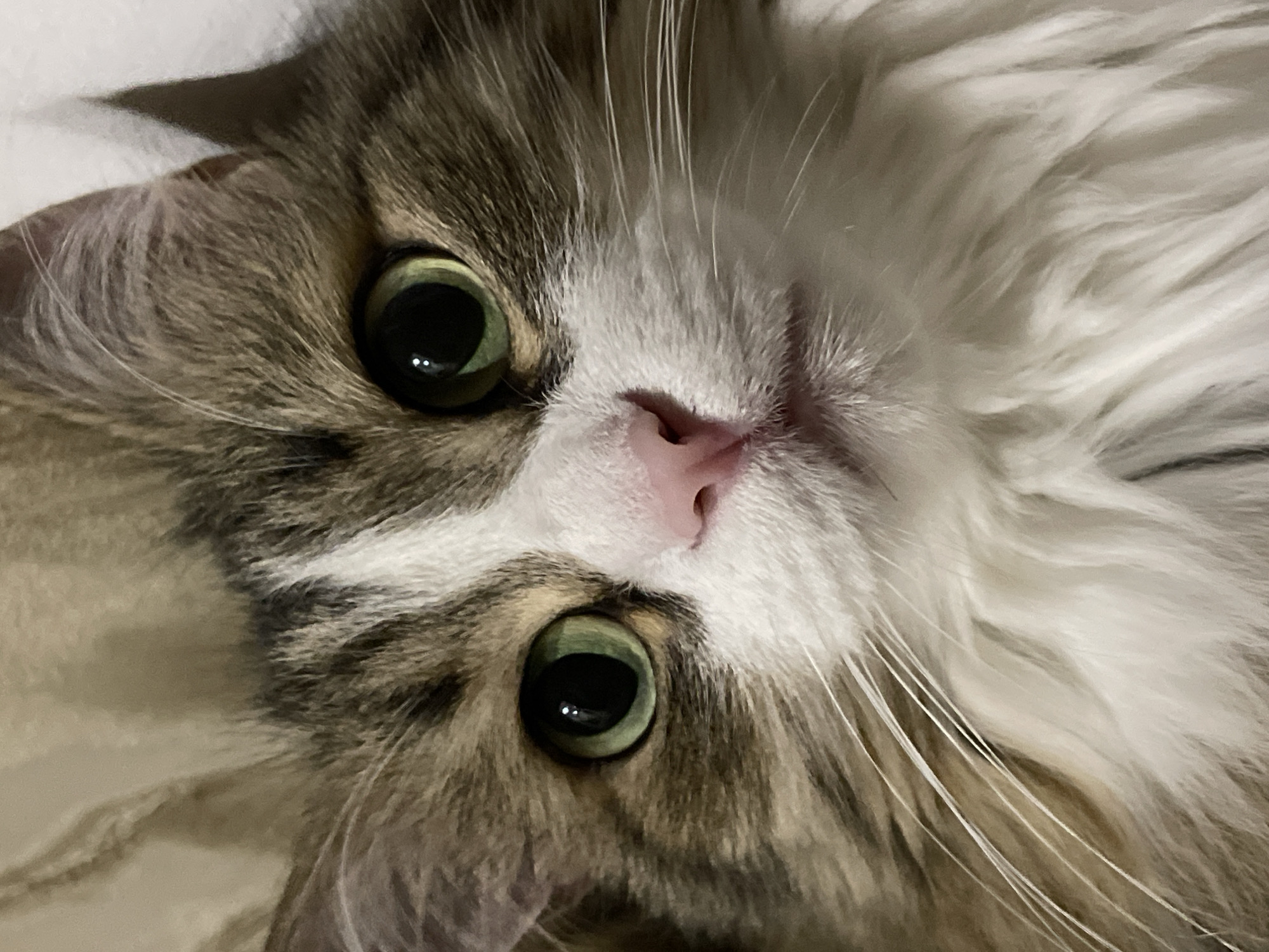 A close-up, upside-down view of a cat's face fills the frame. The cat has large, round, green eyes with dilated pupils. Its fur is a mix of brown, gray, and white, with long whiskers extending from its cheeks. The cat has a pink nose. The background is indistinct and blurry.
The image contains no evidence to indicate a location in Izhevsk, Russia, or any other location. It lacks any context or identifiable elements to establish a specific geographical location. There are no visible people, objects, actions, or interactions that suggest a connection to a particular place. The environment is not discernible beyond the immediate fur and features of the cat.