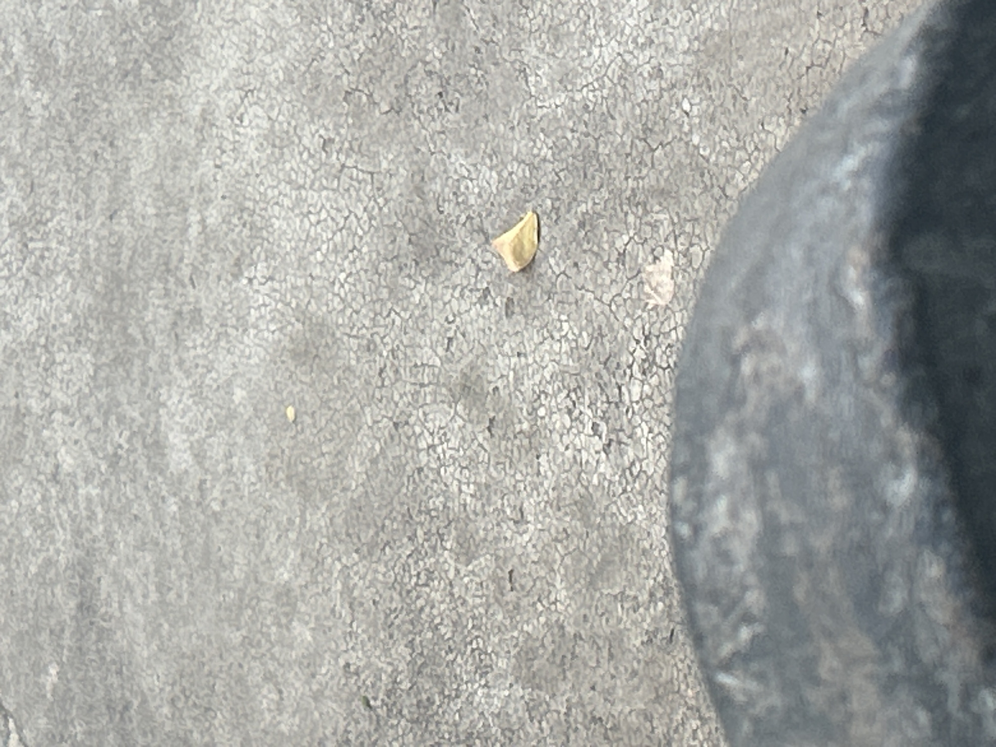 The image shows a close-up of a light-colored, triangular object resting on a cracked, grey surface. The surface appears to be concrete or asphalt, with a textured pattern of small, interconnected cracks. The object is small and appears to be a fragment of something, possibly a piece of dried leaf or a seed. The lower portion of the image is out of focus and shows a dark, curved surface, which could be part of a person's clothing or a piece of furniture. The lighting suggests it is daytime. The location in the city of Santa Ana, Venezuela is not discernible from the visual information provided.