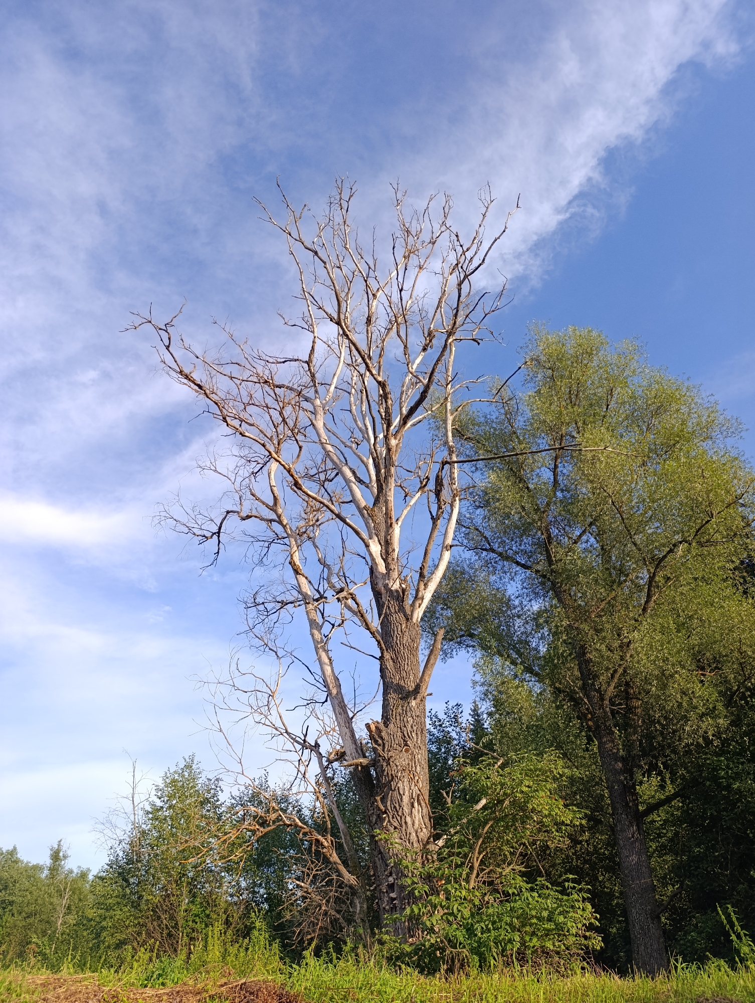 This media file depicts a rural landscape in Garevaya, Russia, under a bright, partly cloudy sky. The scene is dominated by a large, dead, bare tree in the foreground, its dry, skeletal branches reaching towards the heavens. To its right, a vibrant, leafy green tree stands tall, its foliage a stark contrast to the desolation of its companion. Behind these two prominent trees, a dense line of green foliage creates a natural boundary, suggesting a forest or dense shrubbery. The ground in the foreground is covered with green grass and dry, brown vegetation, indicative of a natural, uncultivated area. The lighting suggests it is daytime, likely late afternoon, given the warm tones and shadows. The overall mood is one of nature's resilience and the cycle of life and decay, with the bright blue sky offering a sense of hope and vastness. No people, objects, or text are visible in the image.