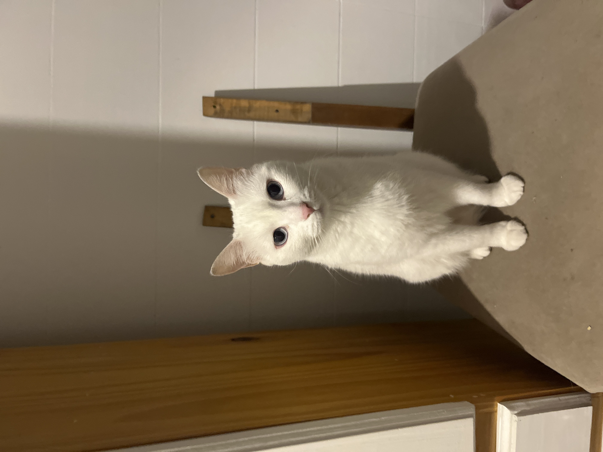 A white cat with blue eyes is sitting on a beige surface, possibly a chair or countertop, indoors. A wooden shelf with brackets is visible on the white wall behind the cat. The scene is brightly lit.