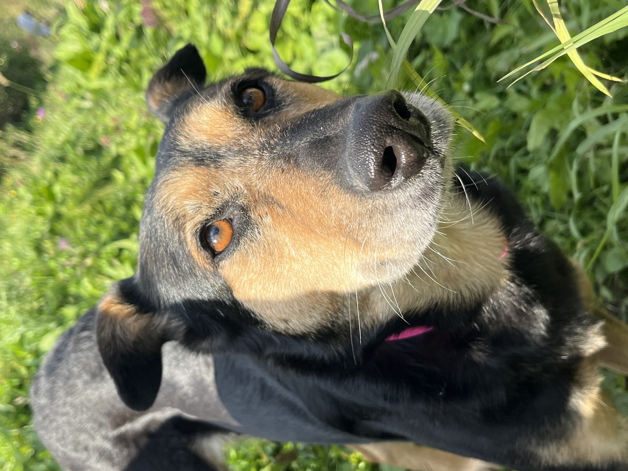 The image is a close-up, portrait-style photograph of a dog with black and tan fur. The dog's face is the primary subject, with its brown eyes and black nose in sharp focus. The background is blurred green foliage, suggesting an outdoor, natural setting. There is another dog, mostly out of focus, visible in the upper left portion of the image. The image does not contain any discernible landmarks or features that would allow for identification of a specific location within Nizhny Tagil, Russia.