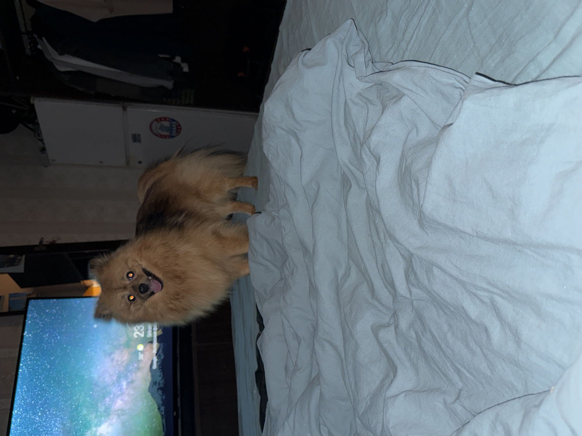 A medium shot, rotated counter-clockwise, shows a tan Pomeranian dog standing on the left corner of a rumpled light-colored bed. The bed, covered in what appears to be a light-colored duvet, fills the right portion of the frame. Behind the dog, a television screen displays a scenic view of a celestial nebula. To the left of the television, portions of furniture are visible. The location is not indicated in the image. It is not possible to confirm whether the location is Khimki, Russia, or any other city.