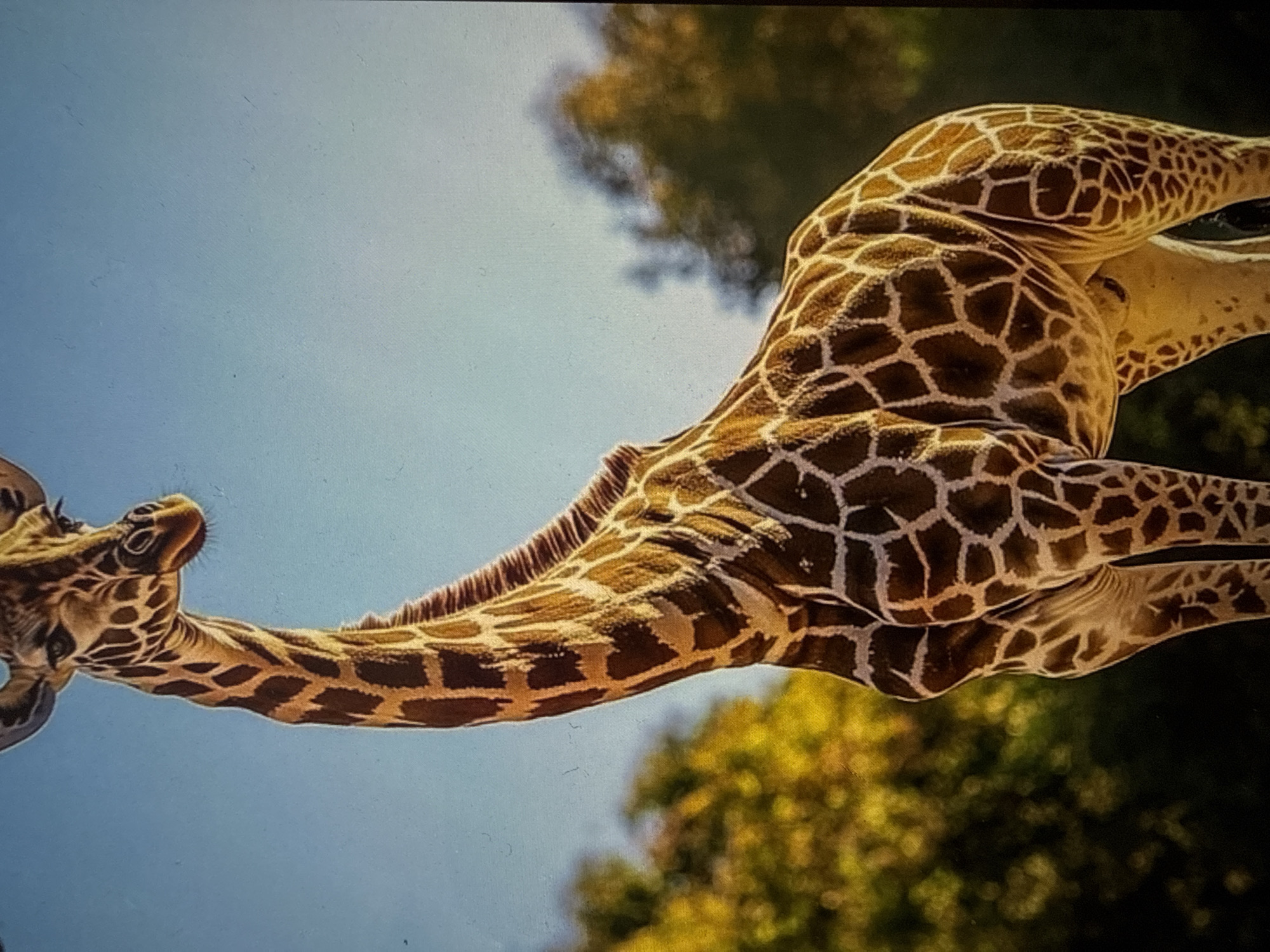 This image captures a close-up of a giraffe, positioned diagonally across the frame, rotated counter-clockwise. The giraffe's long neck extends from the left, leading to its head, which is turned slightly upwards, with its distinctive ossicones and large eyes visible. Its body and part of its legs are also seen, showcasing its unique brown and cream reticulated coat pattern. The giraffe's coat is in sharp focus, highlighting the intricate details of its markings.
The background consists of a clear, bright blue sky in the upper left and middle sections, suggesting a sunny day. Towards the right and bottom, blurred green and yellow foliage, likely trees, are visible, indicating an outdoor, naturalistic setting. This environment is consistent with an animal enclosure, such as a zoo or wildlife park. No specific activity beyond the giraffe's presence and pose is evident, though it appears to be either stretching its neck or looking up.
The bright lighting suggests it is daytime, possibly late morning or early afternoon, given the intensity of the light and the blue sky. The weather appears fair and clear. There are no people visible in the image, nor is there any discernible text. Given the provided context, the scene is located in Varna, Bulgaria, likely depicting a giraffe at the Varna Zoo. The image primarily conveys the majestic form and distinctive patterns of the giraffe.