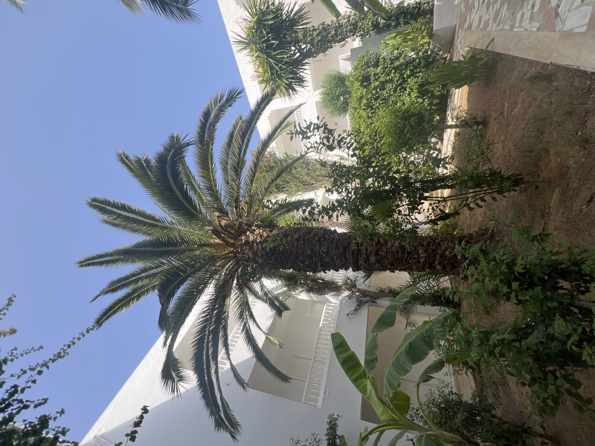 The image captures a sunny courtyard in Hiboun, Tunisia, with a prominent palm tree dominating the center. The courtyard is enclosed by white buildings with balconies and railings. Lush green vegetation, including banana leaves and other leafy plants, fills the foreground and surrounds the palm tree. The ground is covered in dry earth and scattered stones. The sky is a clear, bright blue.