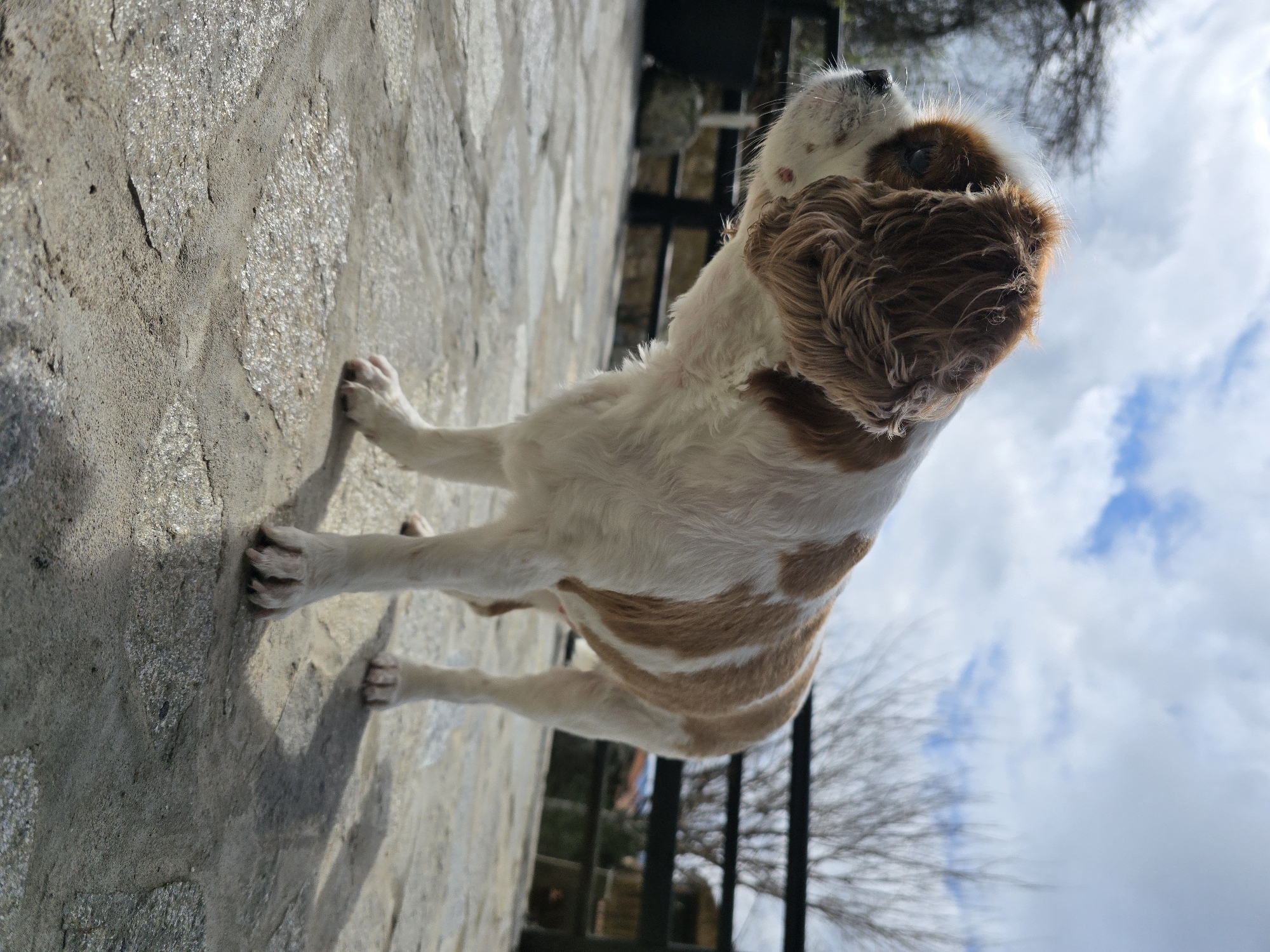 A single Cavalier King Charles Spaniel stands in profile, facing left, on an outdoor paved surface. The dog's fur is predominantly white with large, irregular reddish-brown patches on its head (ears and top), back, and hindquarters. Its right eye is partially visible. A small, red mark or lesion is present on the dog's left muzzle. The paved surface consists of irregular, flat light gray stones or concrete slabs, with several areas reflecting sunlight, suggesting dampness or a reflective finish. The dog casts a discernible shadow to its left. In the mid-ground, a dark-colored horizontal fence or railing is visible. Beyond the fence, several deciduous trees with bare branches are present against a bright sky featuring white and gray clouds with patches of blue. The lighting is natural and bright, indicating an outdoor daytime scene. The specific location is an outdoor setting in Unknown, Unknown.