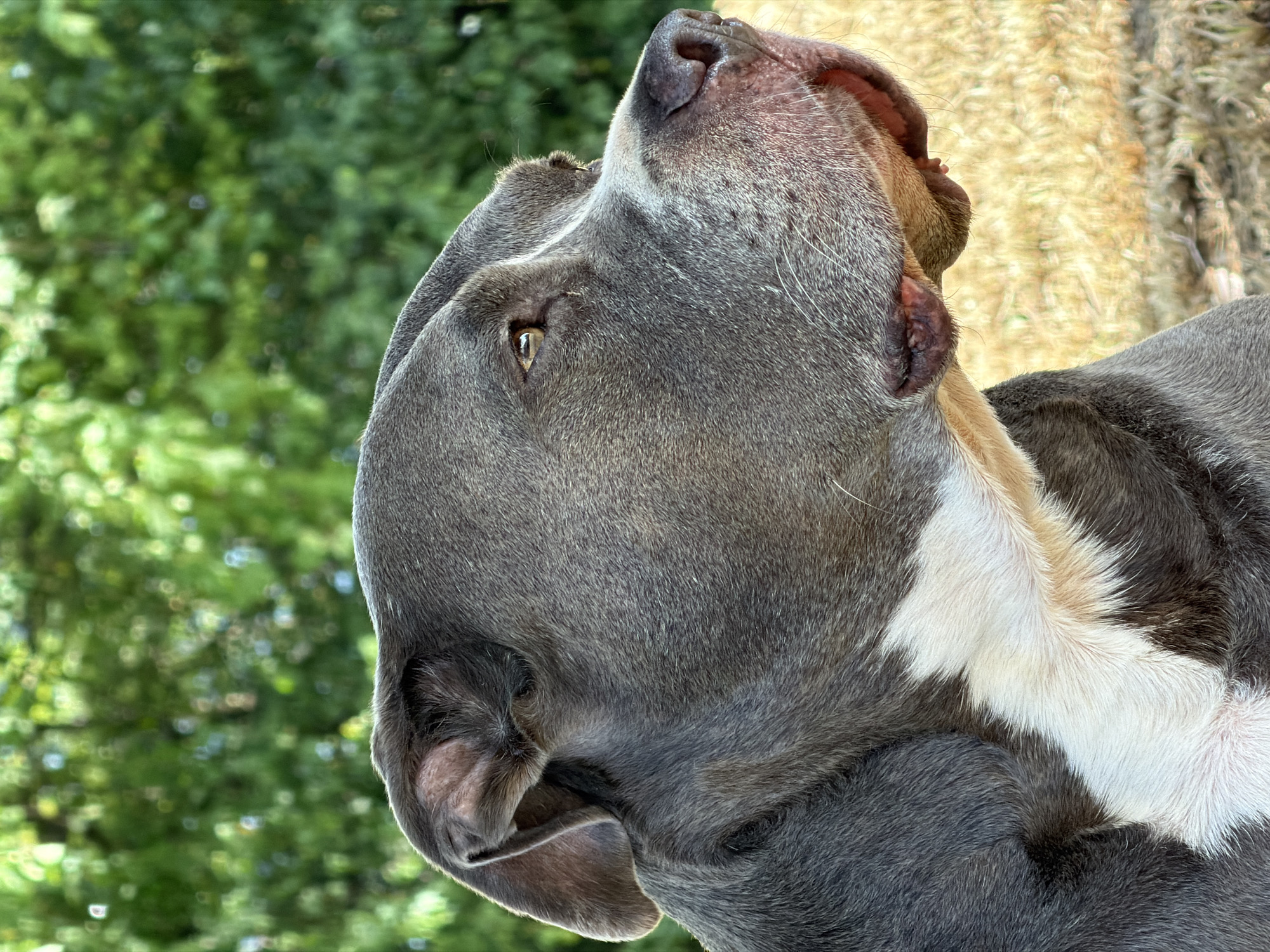 A close-up, side profile of a grey pit bull dog with a white chest is pictured outdoors with a blurred green foliage background. The dog's left ear is partially folded back, and its brown eye is looking to the right of the frame. A patch of white fur runs down the dog's chest. The background consists of out-of-focus green leaves and dry, light-brown grass. No specific location within Esch-sur-Alzette, Luxembourg is identifiable.