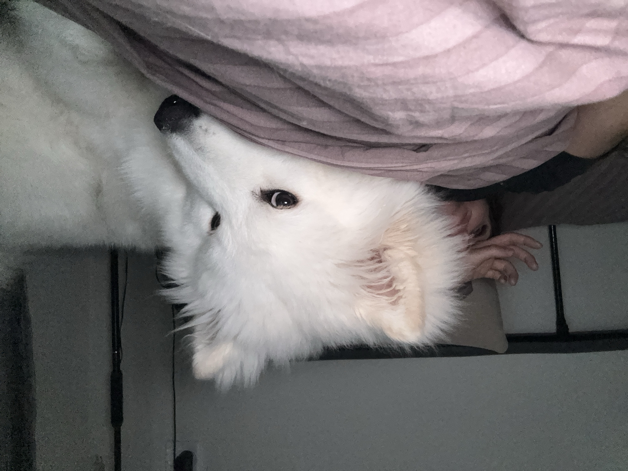A white Samoyed dog is lying on or next to a bed with a pink and white striped blanket. A human hand is visible near the dog's head. The location is likely indoors, as suggested by the presence of the bed and the lighting. The city of Chaikovsky, Russia, cannot be confirmed from this image.
