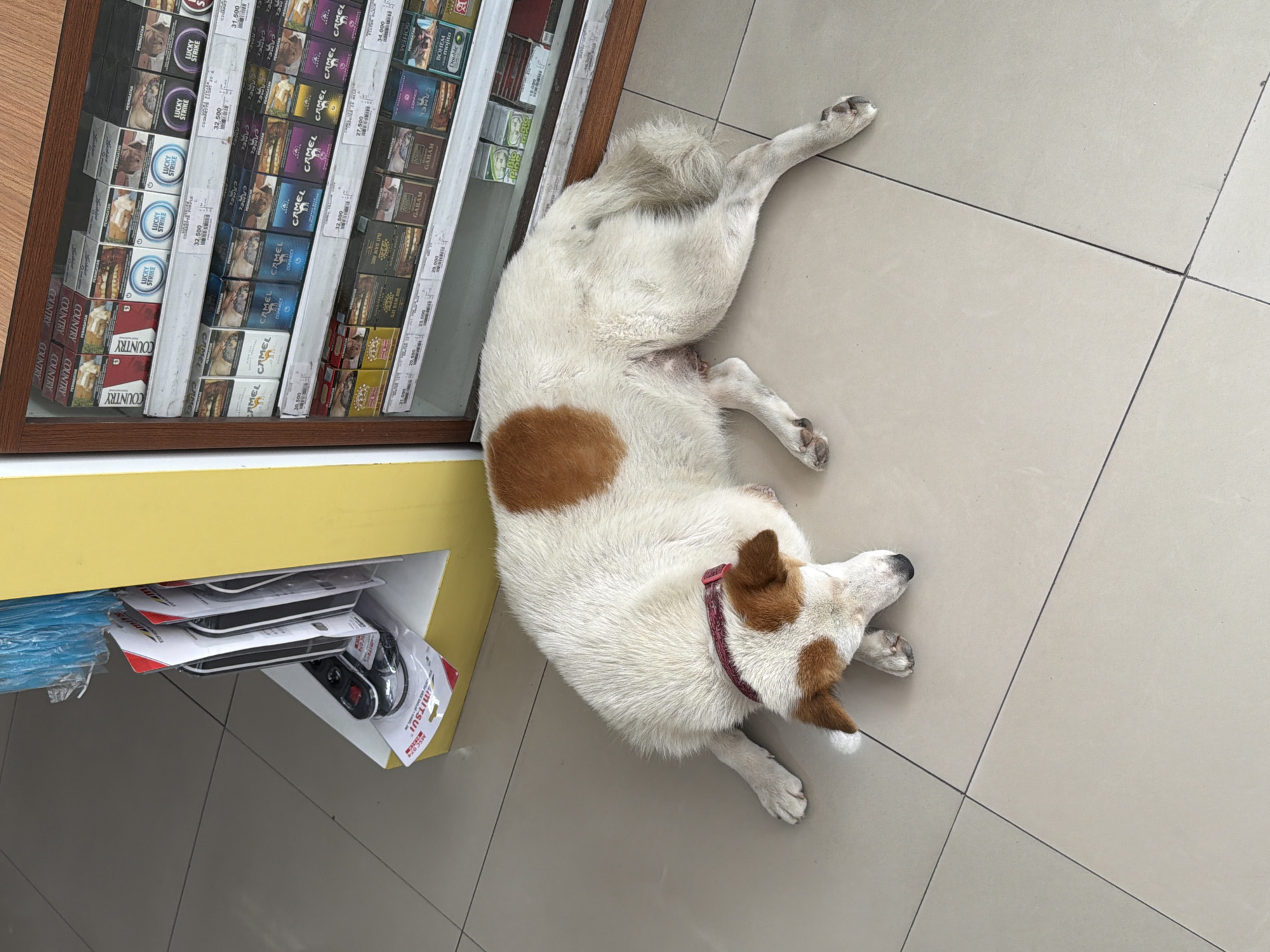 A dog with white fur and brown spots is lying on a tiled floor next to a convenience store shelf filled with packs of cigarettes. The packs include brands like "Country," "Lucky Strike," and "Camel," some with displayed prices in Indonesian Rupiah. Below the shelf, near the dog, is merchandise, including items with "MITSUI" printed on the packaging. This scene is located within the city of North Kuta, Indonesia.