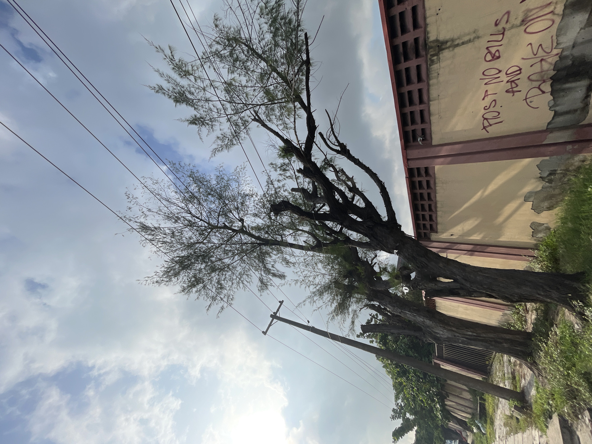 The image shows a row of trees and an adjacent wall. The trees are tall and spindly, with sparse foliage. They stand between a street and the wall. The wall is painted light yellow with a burgundy trim. Graffiti is written on the wall. Electrical wires run above the trees and a utility pole is visible. The sky is overcast with scattered clouds. The image appears to be taken in a residential or urban area, but the exact location within Moba, Nigeria is not clear. No people are visible in the image.