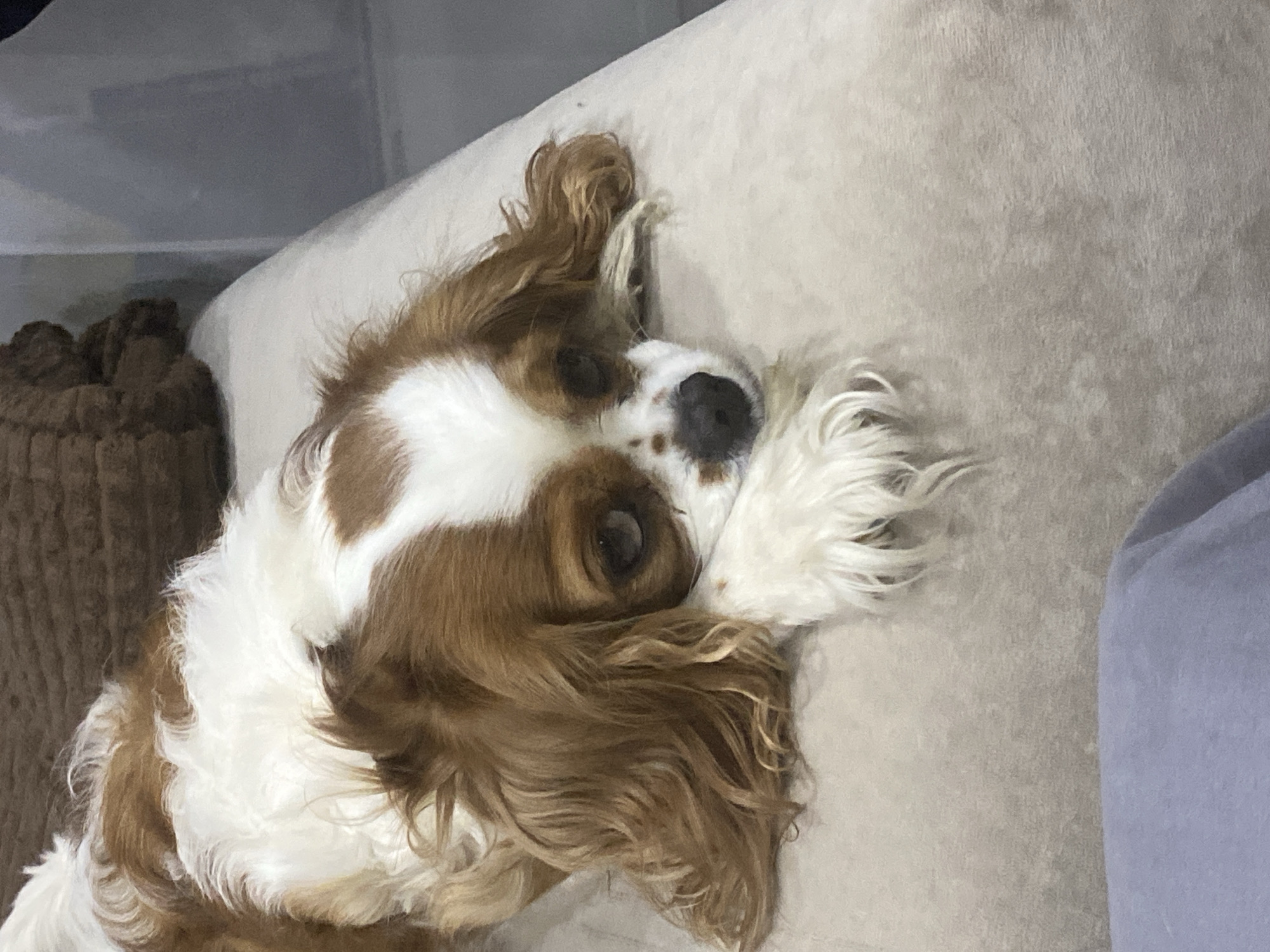 A Cavalier King Charles Spaniel rests its head on a light-colored textured surface, likely a couch or bed. The dog has brown and white fur, with the brown markings prominent on its head and ears. Its eyes are dark and appear to be looking downwards, with its front paws resting gently in front of its face. The background is slightly blurred, with a dark brown textured object visible behind the dog's head and a greyish, sheer curtain or wall to the right. The overall scene is indoors and appears to be in a relaxed setting.