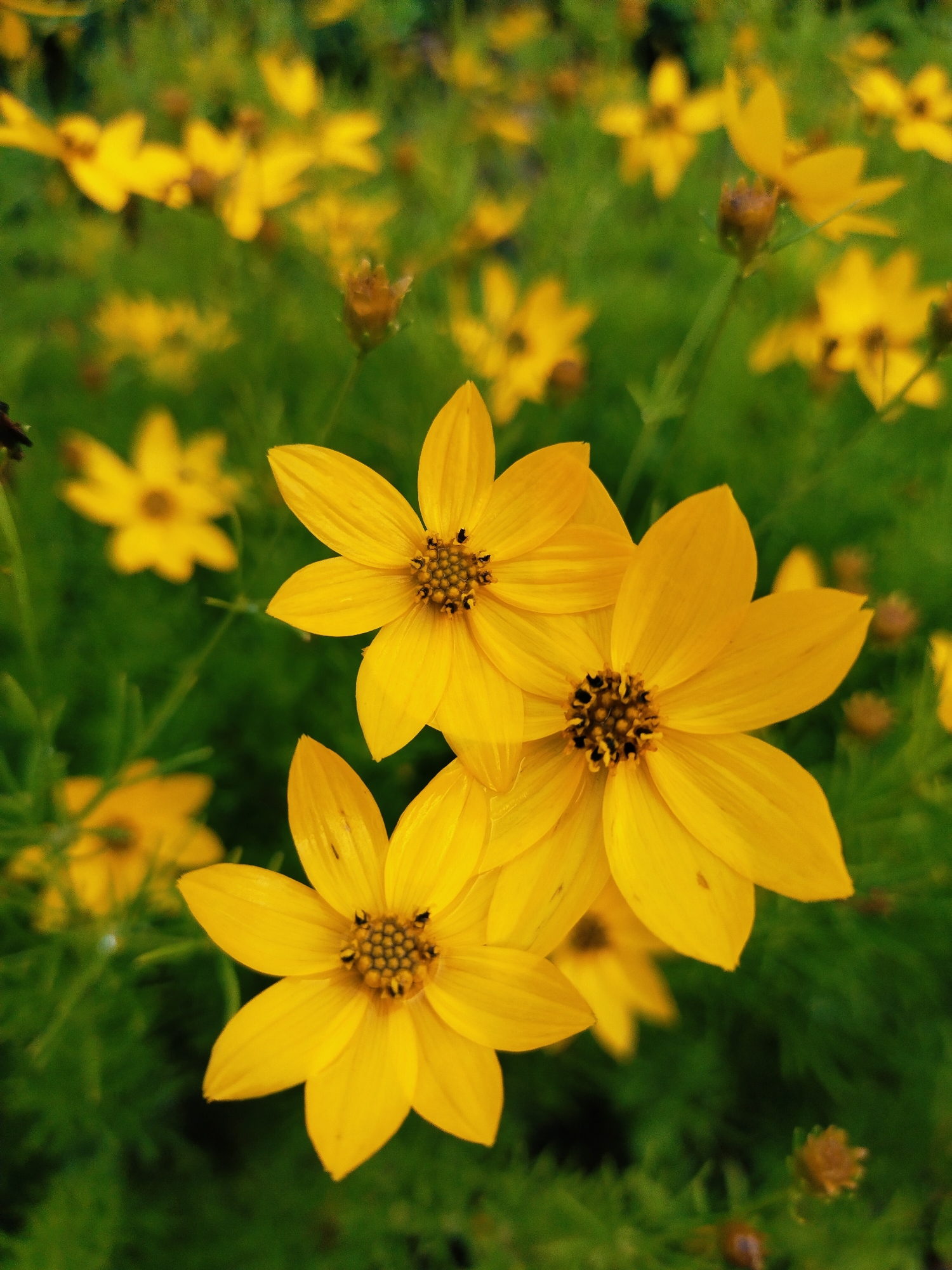 The image shows a close-up view of several bright yellow flowers with star-shaped petals and dark centers. The flowers are in focus in the foreground, with a blurred green background of foliage. The lighting is natural, likely daylight, highlighting the vibrant color of the petals. There are no people or animals visible in the image. The scene appears to be an outdoor garden or natural setting. The location in Horishni Plavni, Ukraine, is not discernible from the visual elements of the photograph itself.