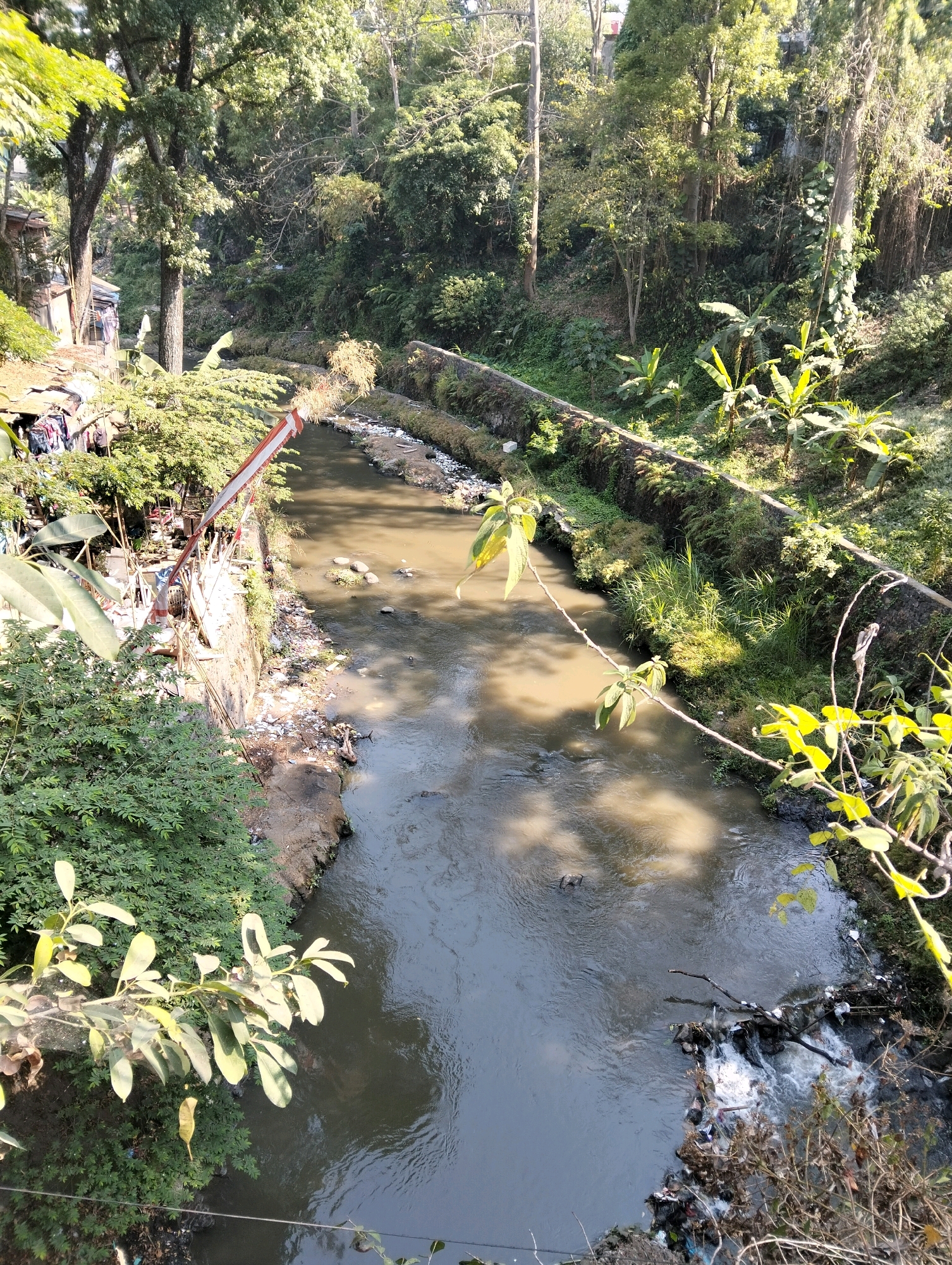 The image depicts a murky, slow-moving river flowing through a densely vegetated urban area. The riverbanks are lined with concrete structures and overgrown vegetation, including trees, shrubs, and banana plants. There is visible trash and debris accumulated along the riverbanks and in the water, suggesting poor waste management. On the left side of the image, there are structures that appear to be informal housing with laundry hanging on display, indicating a residential area adjacent to the river. The overall scene conveys a sense of environmental degradation within a populated urban setting. The question mentions Malang, Indonesia, but there are no explicit visual cues within the image itself to confirm this specific location.