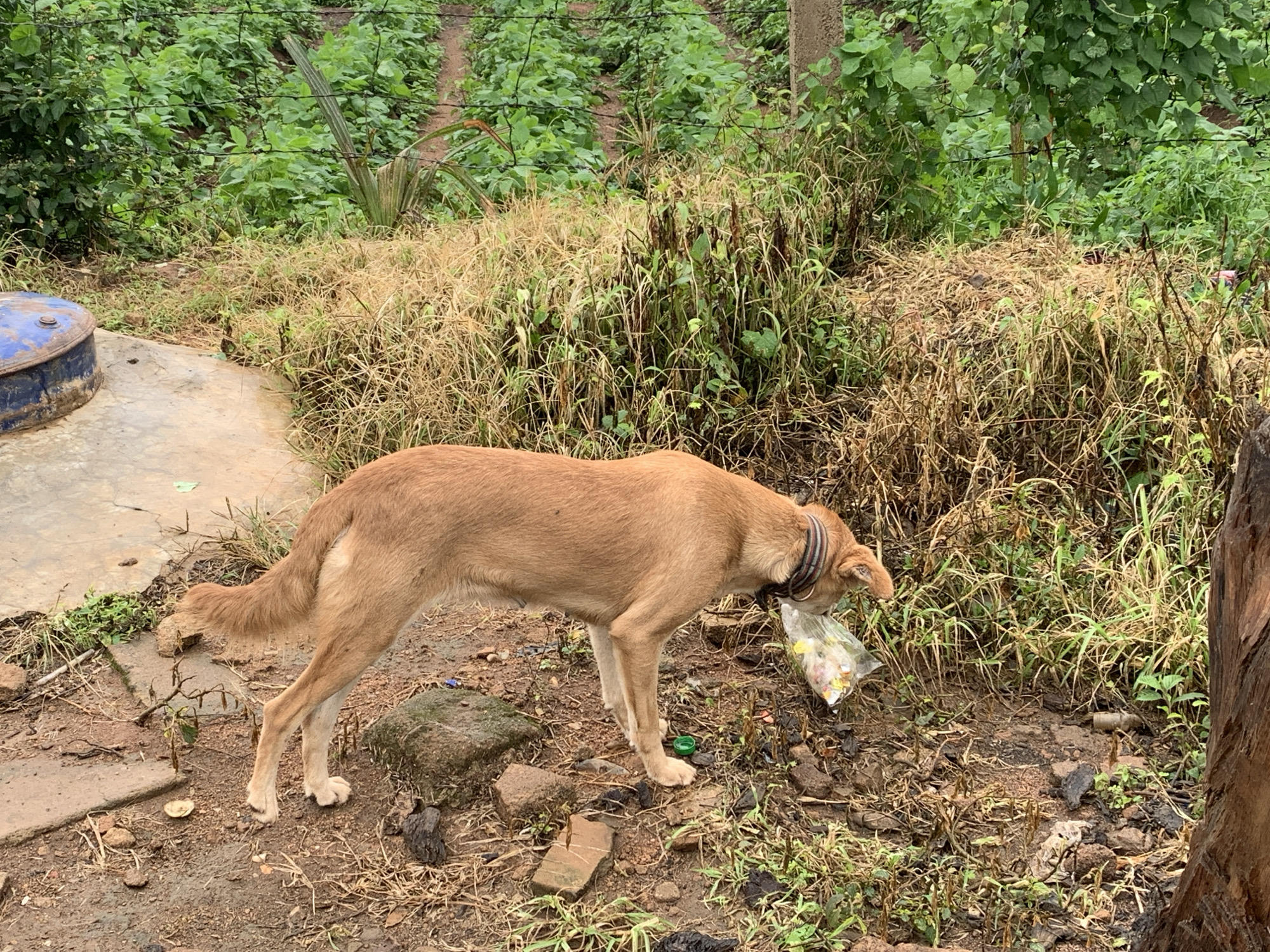 A medium-sized, tan dog with a black collar stands in a muddy, overgrown area near a farm in Kuru Karama, Nigeria. The dog is holding a clear plastic bag filled with debris in its mouth. The background shows rows of green plants, likely crops, bordered by a wire fence. Dried grass and scattered rocks are visible on the ground. A blue barrel is present on a concrete slab to the left of the dog. The overall scene depicts an outdoor environment with evidence of agricultural activity and some litter.