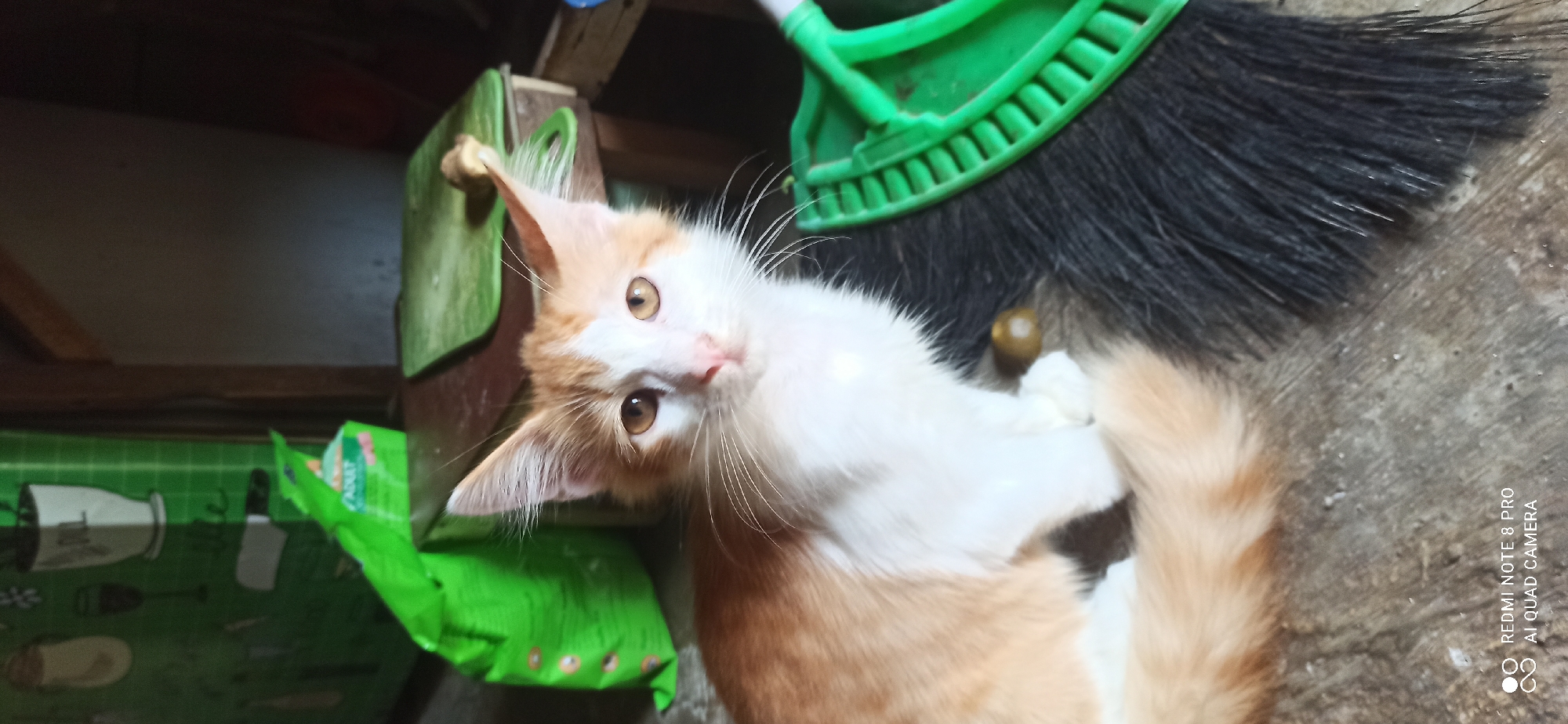 A young, ginger and white cat is seated on a broom with black bristles and a green handle. The cat is looking directly at the camera, its ears are perked up, and its eyes are wide. To the left of the cat is a crumpled green bag with the word "ADULT" visible. In the background, there appears to be a wooden structure and a green, grid-patterned surface with drawings on it, possibly a wall or a tapestry. The flooring beneath the broom appears to be concrete. A small, olive-colored object is located near the cat's paws. The image was captured in Sedati Agung, Indonesia.