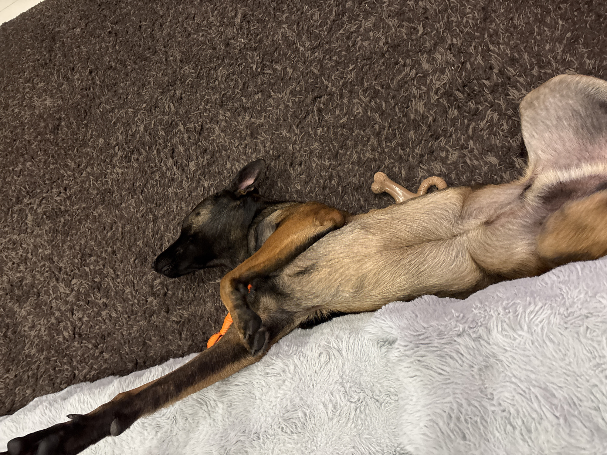 An overhead, slightly angled, medium shot captures a German Shepherd dog lying on its back on a brown shag rug, with its hind legs extended and its belly exposed. A light blue, plush blanket is partially draped over the dog's left side and hindquarters. The dog's head is turned to the right, with its eyes closed and ears slightly back. A light brown, bone-shaped dog toy is visible near its hind legs. The dog appears to be sleeping or resting. The background is a brown carpet with a high pile. The scene does not contain any elements that suggest a specific location within Maab Fartong, Thailand; it is a generic indoor setting.