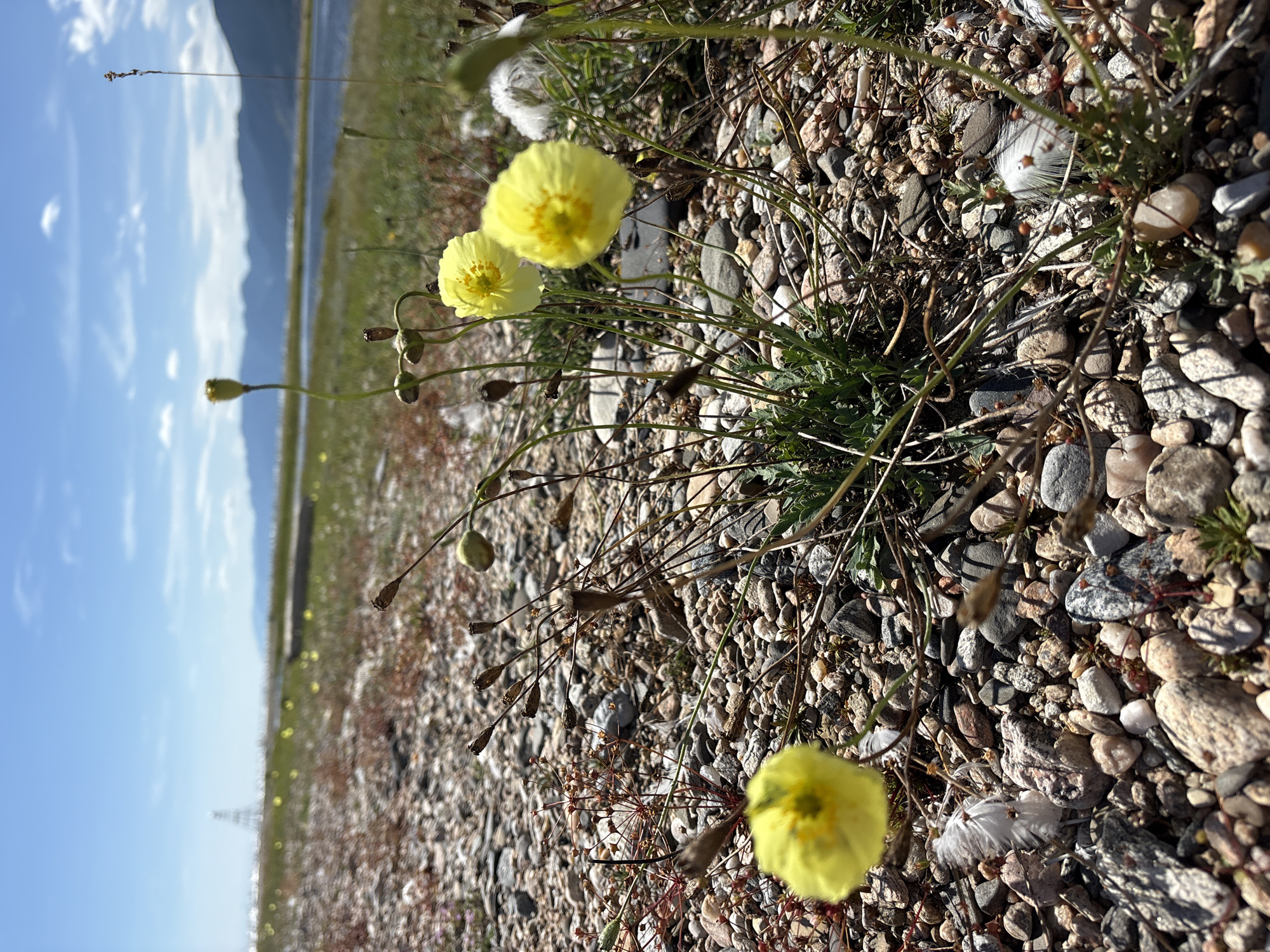 A close-up, low-angle shot features a cluster of small yellow wildflowers growing in rocky terrain near the shore of Lake Baikal in Bugul'deika, Russia. The flowers, with delicate petals and thin stems, are in sharp focus in the foreground. Behind them, the landscape unfolds with a body of water, a grassy bank, and distant mountains under a bright blue sky with scattered white clouds. The ground is covered with a variety of pebbles and small rocks, interspersed with dried plant stalks and a few white feathers. The scene captures a natural, outdoor environment on a clear day.