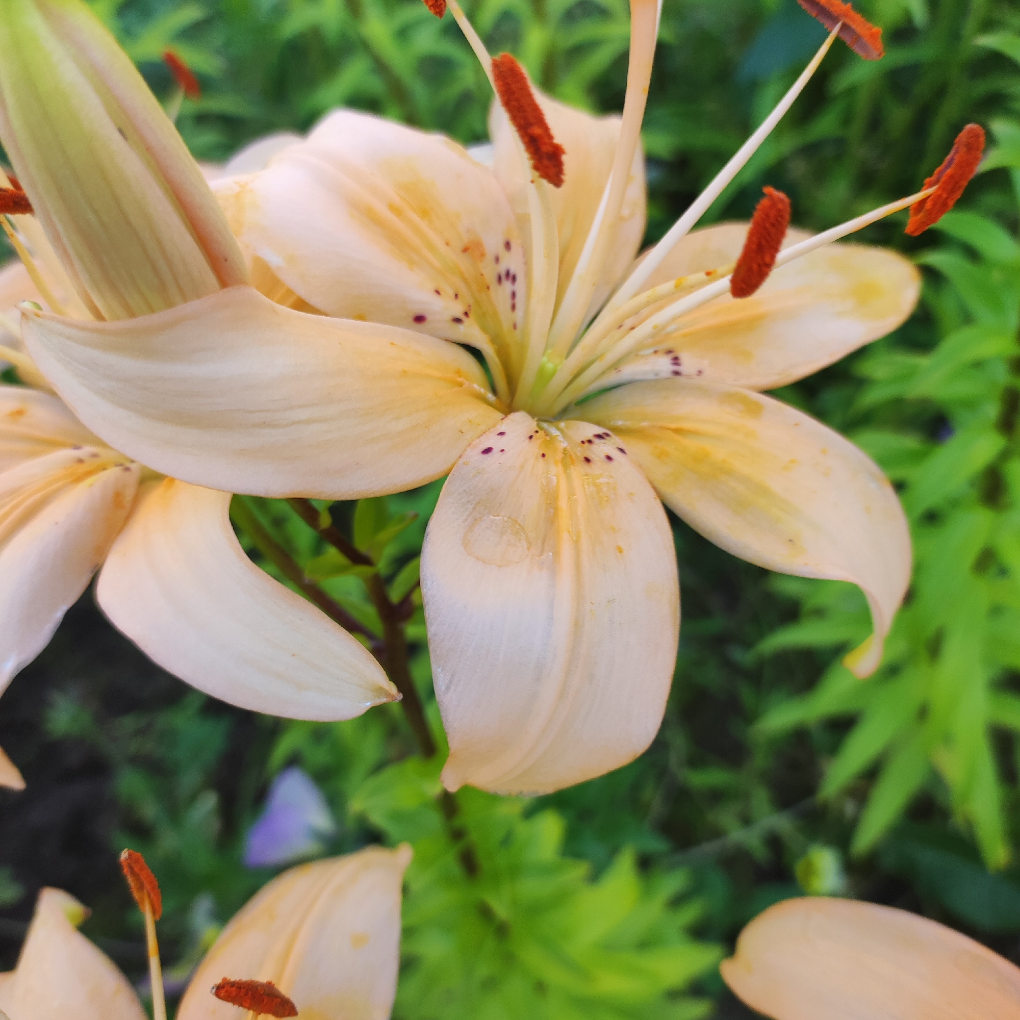 The image is a close-up, slightly tilted, full shot of a light peach lily in bloom. The lily is the dominant subject, filling most of the frame. Its petals are broad and slightly curved, with delicate darker speckles scattered across some of them. The stamens, tipped with vibrant orange anthers, extend from the center of the flower. A small droplet of water is visible on one of the petals. The background is a blur of green foliage, suggesting an outdoor garden setting. There are no people or animals present in the image. The scene is static and focuses on the botanical details of the lily. The location in Navoloki, Russia is not discernible from the visual information provided in the image.