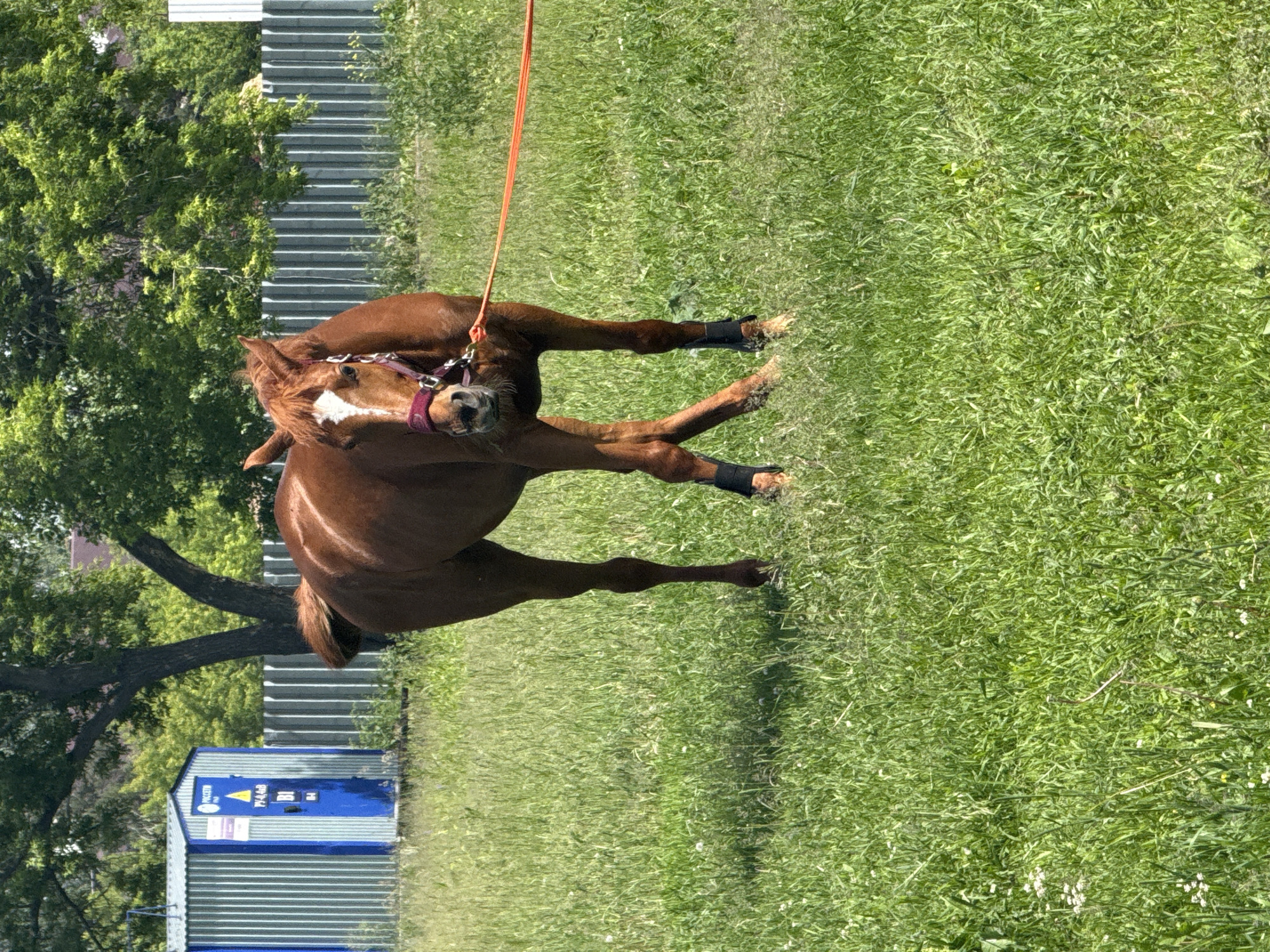 A brown horse with a white blaze on its forehead stands in a grassy field in a rural setting, possibly a farm or pasture. The horse is wearing a red halter and an orange lead rope is attached, extending out of frame to the right. The horse is facing the camera with its head tilted slightly. Behind the horse, a corrugated metal structure with blue and white accents and some signage is visible. Further in the background, a wooden fence and lush green trees form the backdrop. The ground is covered in a thick layer of green grass, interspersed with small white wildflowers. The lighting suggests it is a sunny day.