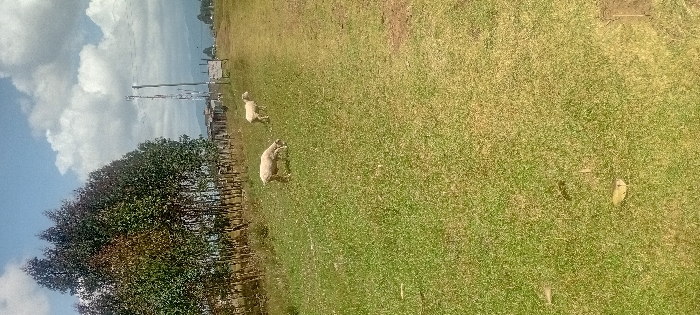 The scene depicts a rural landscape in Heni Village, Kenya, under a partly cloudy sky. The foreground consists of vibrant green grass interspersed with small white flowers, occupying approximately two-thirds of the lower frame. Two light-colored sheep are observed grazing on the grass; one is centrally located in the mid-left, head lowered, consuming vegetation, while the second stands further back and to its right, also appearing to graze. A dirt path or track traverses the midground from right to left, separating the grassy area from a line of tall, slender trees, likely eucalyptus, that define the left background. Beyond the trees, rudimentary structures are visible. In the right background, a prominent metal lattice telecommunications tower stands, accompanied by a wooden utility pole. A white sign with dark, illegible text is positioned near the path on the right. Distant mountains or hills are discernable on the horizon beneath the broken cloud cover. No human subjects are present.