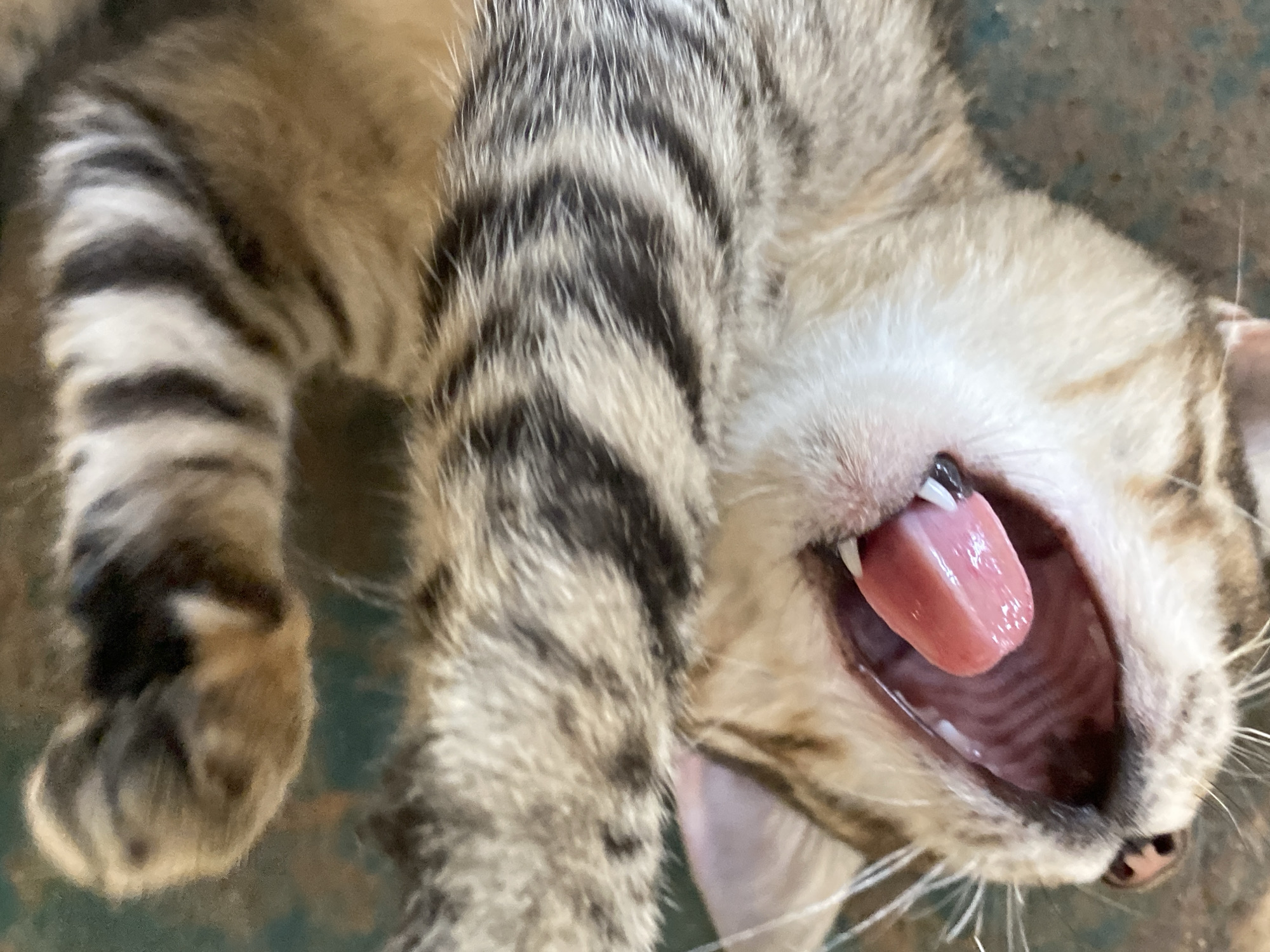 A close-up, angled shot shows a tabby cat lying on its back with its mouth wide open, exposing its pink tongue and teeth. The cat has brown and black stripes on its fur. Its whiskers are visible around its nose. The background appears to be a textured surface, possibly concrete or tile, with a slightly green tint. The location is specified as Tinaquillo, Venezuela, but there are no elements in the image that confirm this location.