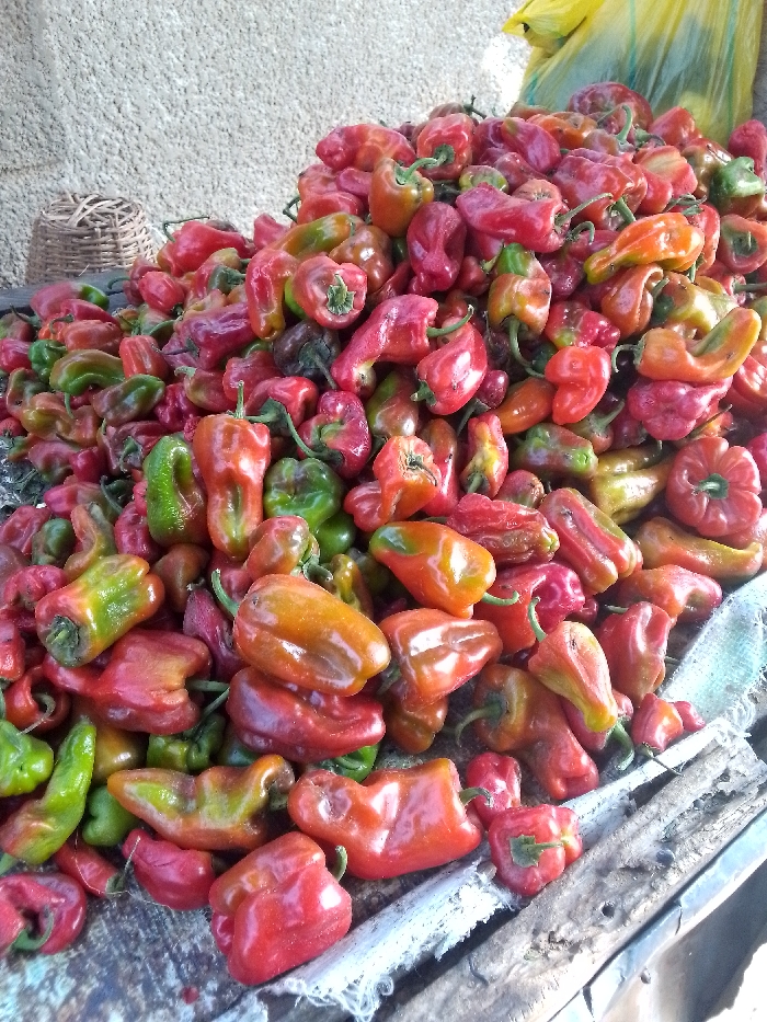 The image displays a large, overflowing pile of fresh peppers, predominantly red but with a mix of other colors, spread across a rustic surface. The peppers are densely packed, forming a sizable mound that dominates the central and lower portions of the frame.
The peppers exhibit a range of colors, indicative of varying stages of ripeness. Most are a vibrant red, but many also show transitions from green to orange, and then to a deeper red. There are distinct green peppers scattered throughout the pile, particularly visible in the lower left and middle sections. The peppers appear to be a type of bell pepper or similar Capsicum variety, characterized by their somewhat blocky or slightly elongated and irregular shapes. Many still have their green stems attached, some curled or short. Their surfaces are mostly smooth and glossy, suggesting freshness.
The peppers are resting on what appears to be a worn, possibly wooden, surface or table, which is only partially visible along the bottom and right edges of the image. A light-colored, possibly white or light blue, loosely woven fabric or tarp is draped underneath and among some of the peppers, separating them from the underlying surface.
In the upper left background, a small, round, woven basket made of natural fibers like wicker or straw is visible. Behind the basket and the main pile of peppers, there is a textured, light-colored wall or surface, possibly concrete or stucco, providing a neutral backdrop. In the upper right corner, a bright yellow plastic bag is partially visible, suggesting a market or storage context.
The lighting is bright and natural, indicating daylight, and illuminates the peppers, making their colors pop. There are no people visible in the frame, and no discernible text. The scene conveys an impression of abundance and a fresh harvest, likely at a market stall or a distribution point for agricultural produce.