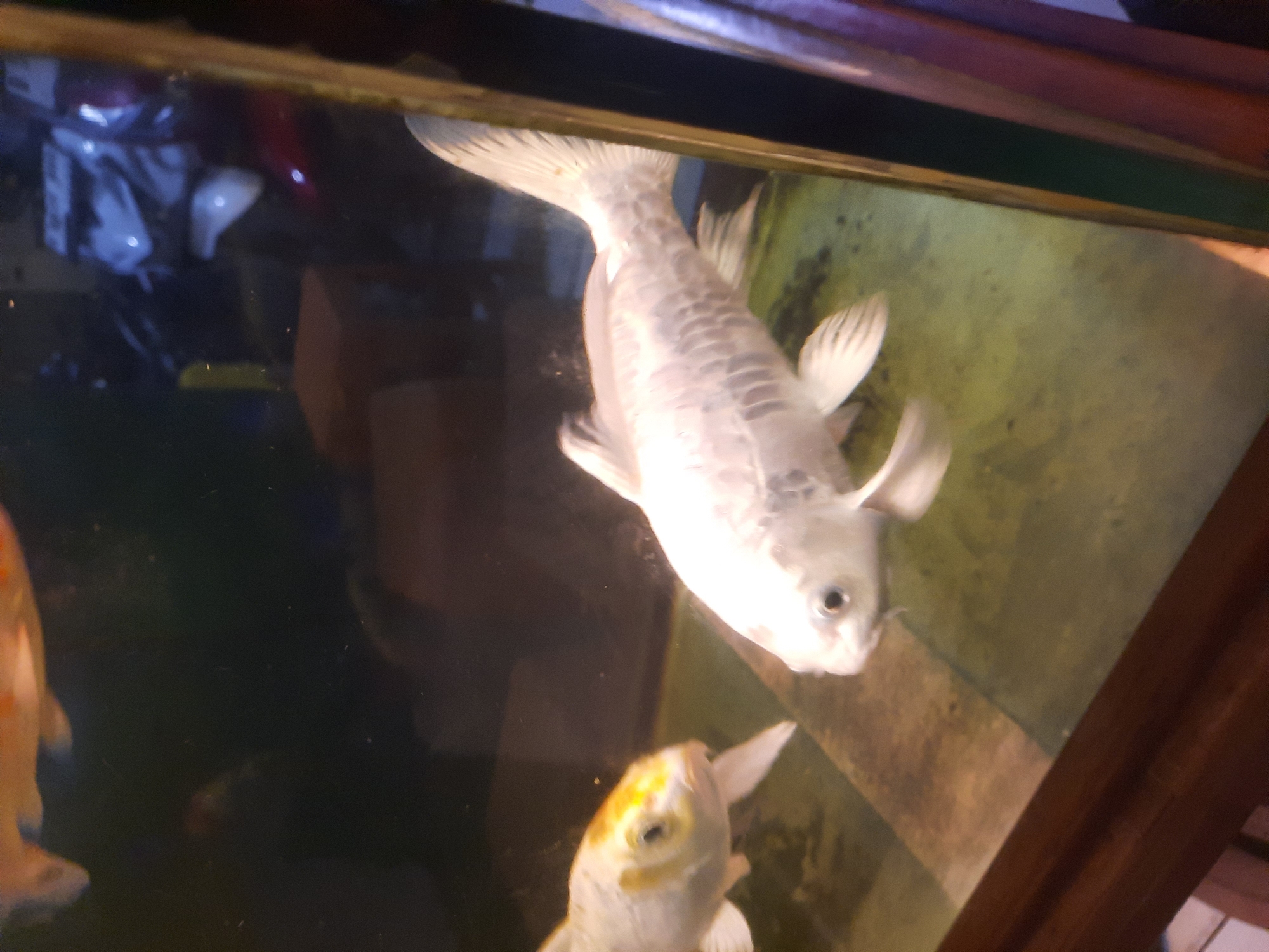 The image shows two koi fish swimming in an aquarium. One fish is predominantly white with some yellow markings on its head, while the other is entirely white. The aquarium has a wooden frame and the background appears to be a room with some blurred objects, including what looks like motorcycles. The lighting is dim. The fish are the primary subjects. This image does not provide enough information to determine its location in North Jakarta, Indonesia.