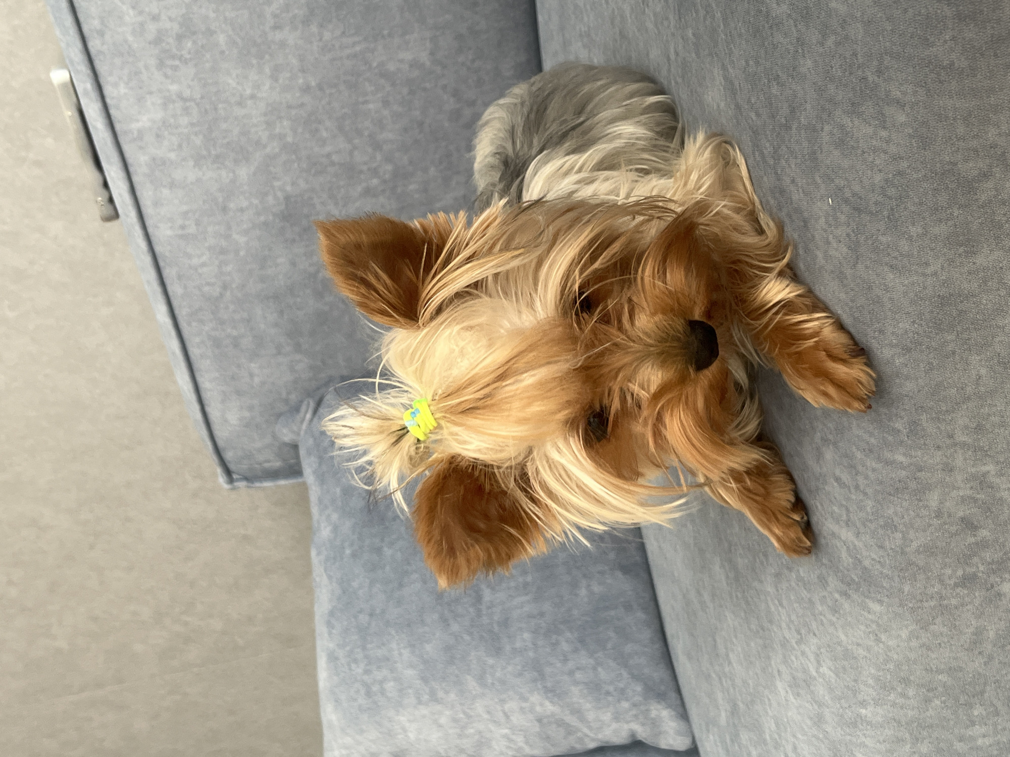 A Yorkshire Terrier dog is lying on a gray sofa. The dog has tan and gray fur and its hair on top of its head is tied with a yellow hair tie. The dog is looking down and to the right. The sofa has two cushions and a patterned texture. In the background, a wall is visible with a light gray textured finish. A small white object is attached to the wall above the sofa. The scene is indoors.