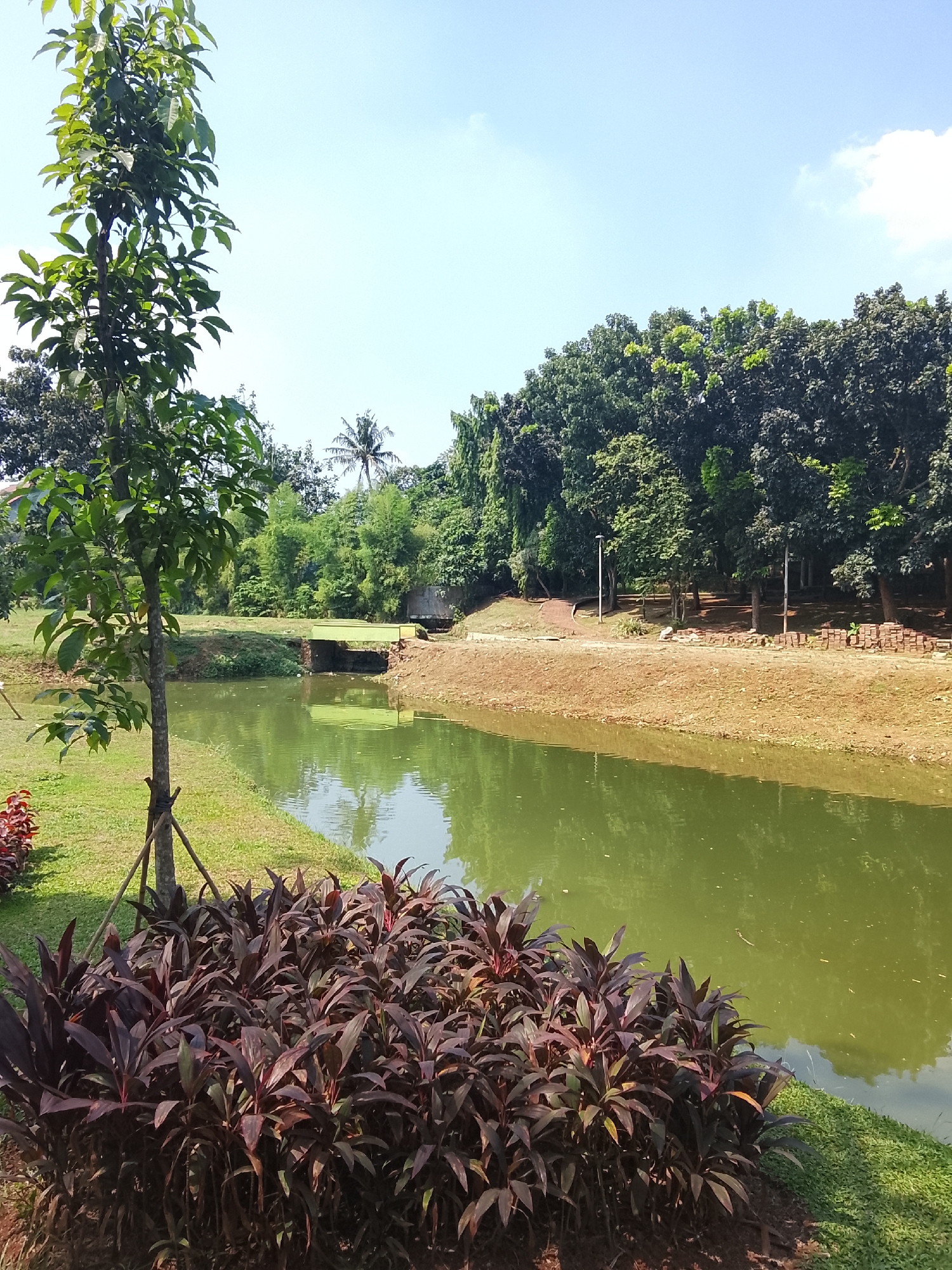 The image shows a serene park setting in East Jakarta, Indonesia, featuring a body of green water reflecting the blue sky and surrounding trees. In the foreground, a young tree stands on a manicured lawn, with a cluster of dark, reddish-purple leafy plants at its base. To the left, more green grass is visible, with hints of red foliage.
The middle ground is dominated by the calm green water, which narrows as it flows towards a light green bridge crossing it. The bridge appears to be made of a solid material and is set against a backdrop of lush green vegetation, including tall trees and bamboo. The banks of the water body are lined with soil and a path.
In the background, a dense line of trees forms a verdant canopy. A few taller trees, including a palm tree, rise above the rest. The sky above is a clear, bright blue with a few wispy clouds. The overall impression is one of a well-maintained, tranquil park ideal for relaxation.