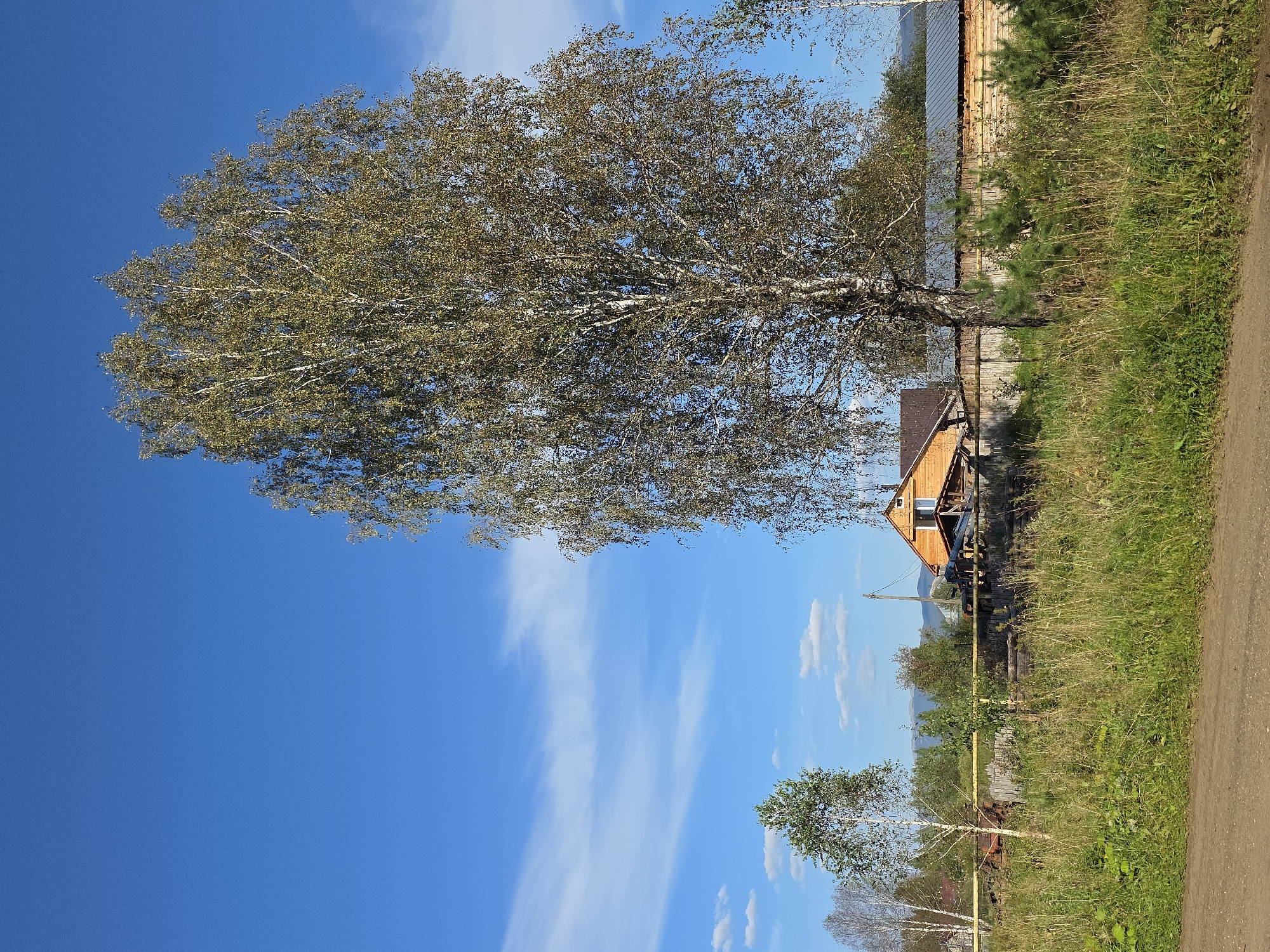 The image shows a bright, sunny day with a clear blue sky and scattered white clouds. In the foreground, a dirt road or path runs horizontally across the bottom of the frame. To the right of the path, a dense area of green grass and weeds grows. A tall birch tree with light-colored bark and green-yellow leaves stands prominently in the middle right of the image, its branches reaching towards the sky.
Behind the grassy area and the birch tree, a wooden fence runs horizontally. To the left of the birch tree, a smaller birch tree with green leaves is visible. Further back, there is a wooden house with an orange roof and a wooden fence. Beyond the house, there are more trees and some structures that appear to be part of a rural settlement or a dacha community. In the distance, mountains or hills are visible, partly obscured by trees. The scene depicts a rural or semi-rural landscape.