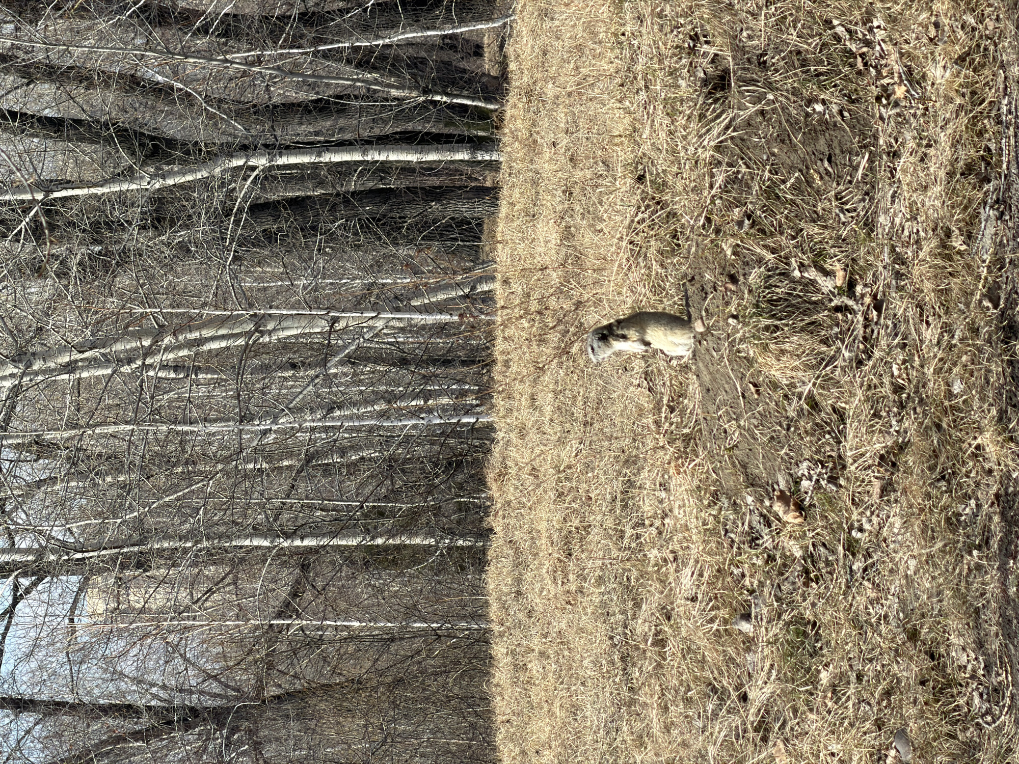 This media file captures an outdoor natural scene, likely at the edge of a forest or wooded area, under bright daylight.
**Subjects:** The primary subject is a small, light-colored rodent, possibly a groundhog, marmot, or gopher, positioned on a patch of dry grass. It has light fur with some darker markings and is oriented facing away from the trees, towards the right side of the frame. The other prominent subjects are the natural elements: a dense forest of bare deciduous trees on the left, characterized by numerous thin branches and several trees with light-colored, possibly white, trunks (reminiscent of birch). On the right, stretching from the foreground to the mid-ground, is an expanse of dry, light brown grass, interspersed with some exposed soil and dead leaves.
**Activity or event taking place:** The rodent appears to be stationary or moving slowly across the dry grassy area, perhaps foraging or observing its surroundings. No other specific activity is evident.
**Notable details:** The time of day is clearly daytime, indicated by the strong, direct sunlight illuminating the scene, especially the grassy field. The bare branches of the trees and the dormant, dry grass suggest a transitional season, likely late winter or early spring, before new growth begins. There is no snow visible, but the vegetation indicates cold weather. The light-colored tree trunks on the left are a distinctive feature of the forest. The ground in the grassy area shows variations in texture and color, with patches of darker earth among the dry vegetation. The overall atmosphere is quiet and natural.
**Visible text:** No visible text is present in the image.