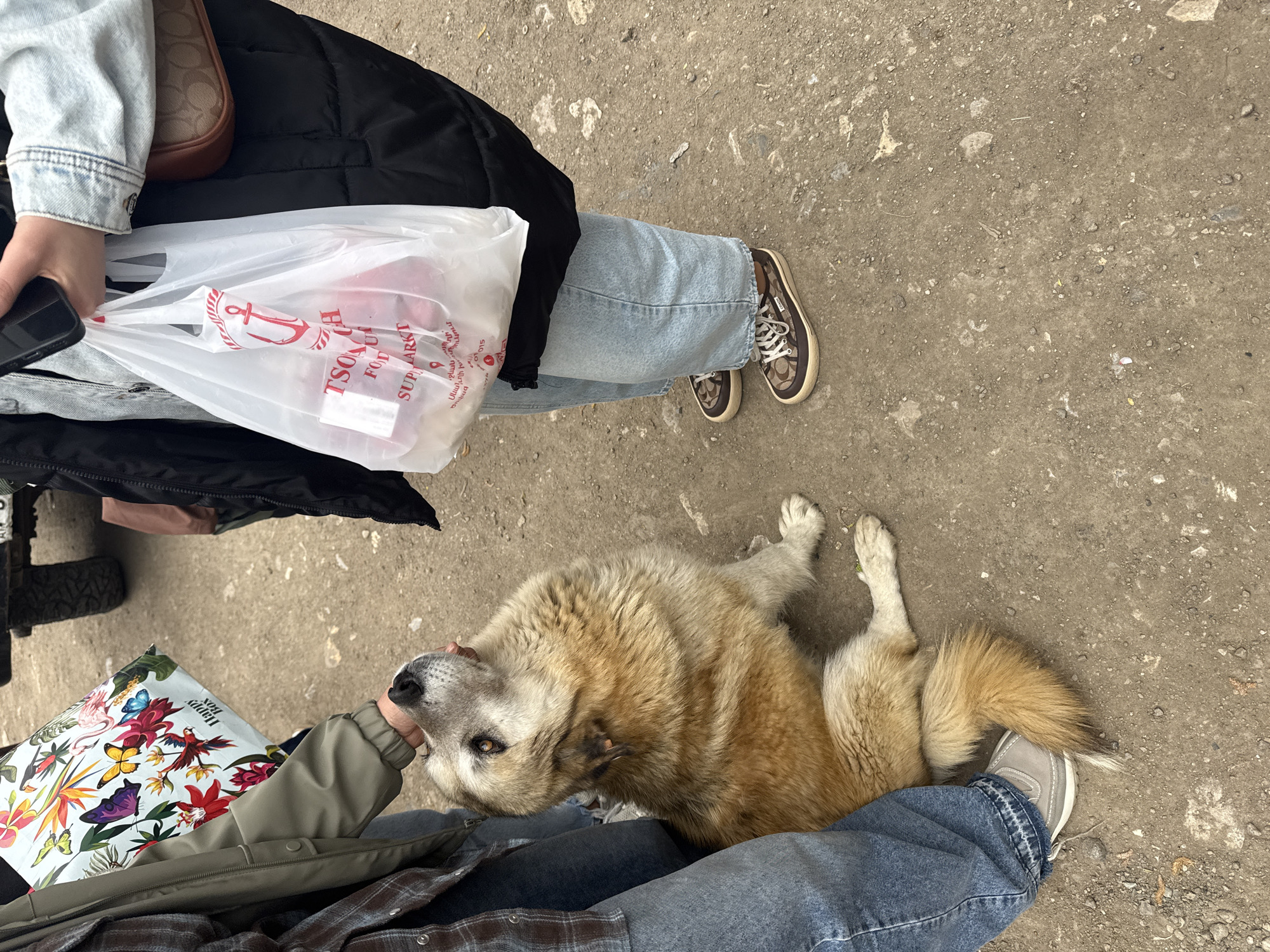 A ground-level eye-view shows two people standing on a cracked, dirt-strewn surface, possibly a street or pathway. The legs and feet of both people are visible. The first person on the top has light blue jeans, brown shoes with a Coach logo pattern, and is holding a white plastic bag with the logo of a "TSONUH FOOD U" supermarket, seemingly located in Haghartsin, Armenia. They also wear a denim jacket and black puffer coat, and they're holding a black cell phone. The second person is wearing blue jeans and gray shoes. They are holding a rectangular box decorated with colorful butterfly and flower images while petting a large dog with tan and white fur. The dog is lying on its back and looks up at the person petting it.