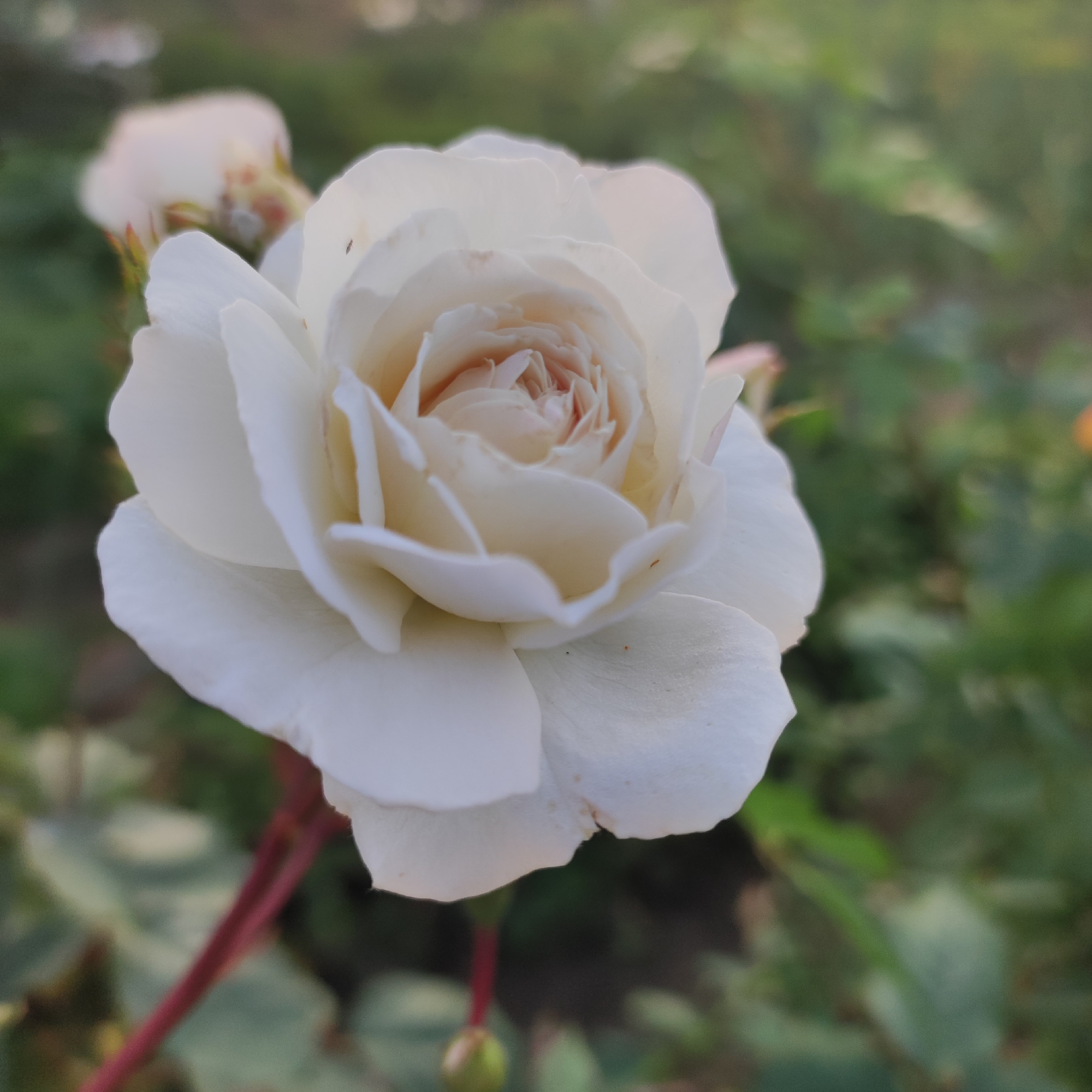 A close-up, eye-level shot focuses on a fully bloomed white rose with a hint of peachy-pink at its center. The rose is positioned slightly off-center to the left, with its petals delicately unfurling. A few very small, dark specks, possibly insects, are visible on some of the petals. To the left and slightly behind the main rose, another less distinct white rose or bud is visible. The rose's stem is a deep reddish-pink and extends downwards out of frame. The background is a soft, blurred tapestry of green foliage, suggesting an outdoor garden setting. The lighting appears natural, casting soft shadows and highlighting the texture of the rose petals. The scene is tranquil and natural, conveying the delicate beauty of the flower. The specific location in Navoloki, Russia, is not discernible from the image itself.