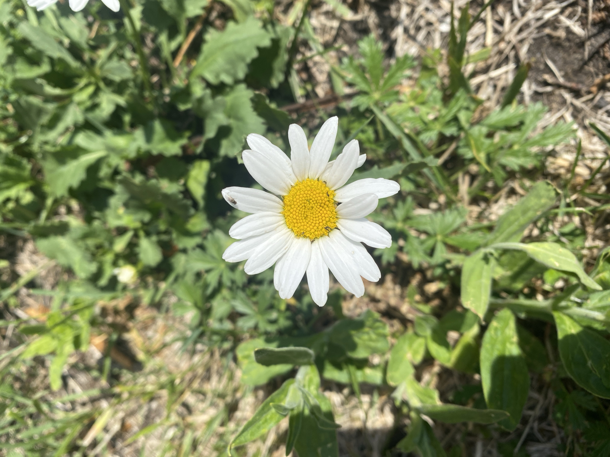 A close-up, high-angle shot focuses on a white daisy with a yellow center, situated in a patch of green grass and dry earth. The daisy is the primary subject, occupying the central portion of the frame, with its petals radiating outward and a small insect visible on one of the upper petals. The background consists of blurred green foliage and the textured ground, suggesting an outdoor, natural setting. The lighting indicates it is daytime, with shadows cast by the surrounding vegetation. The scene is devoid of any human presence or man-made structures. The origin of this image is not specified and therefore can not be linked to Novosibirsk, Russia.