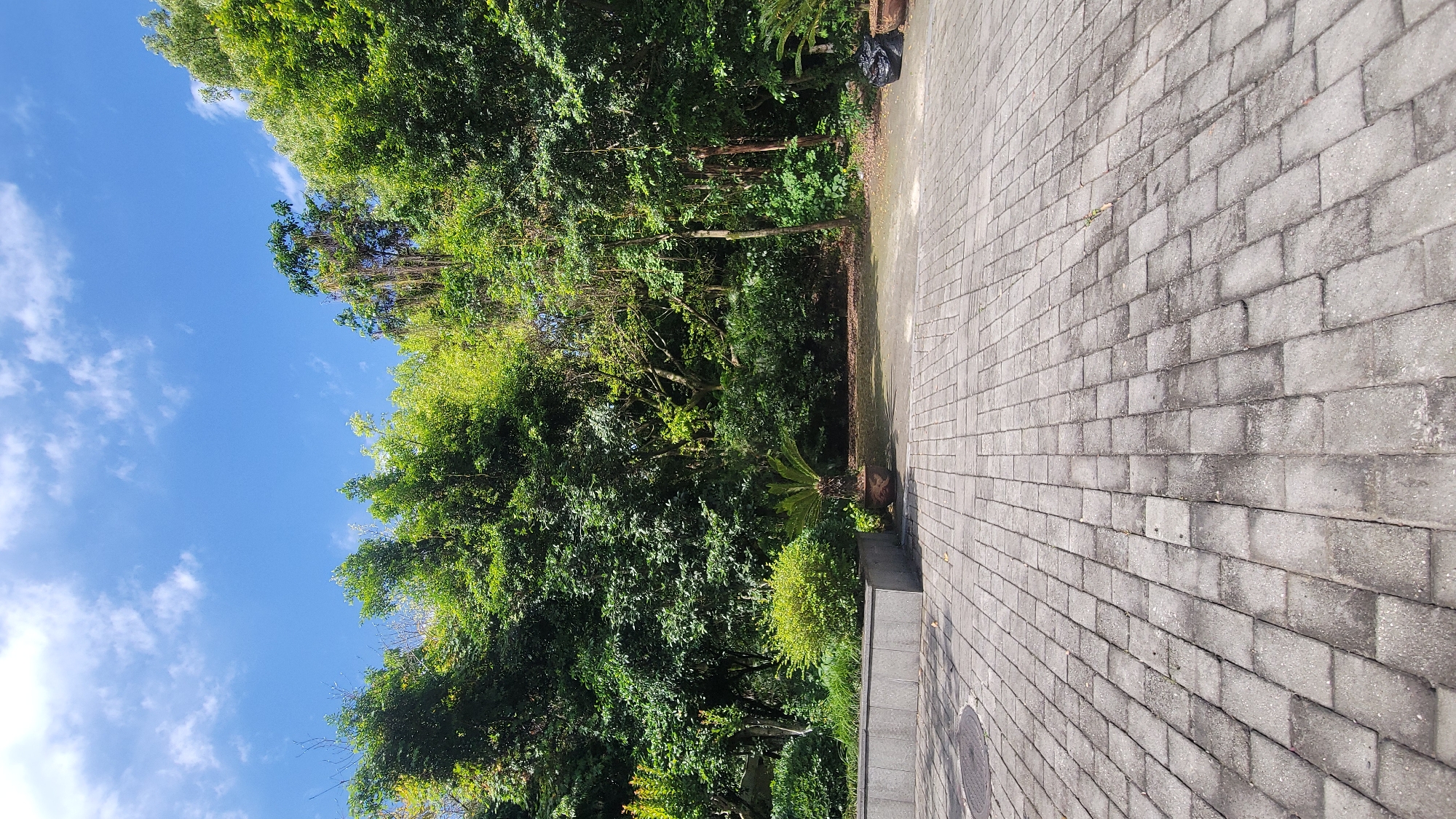The image shows a paved walkway extending into a densely vegetated area under a blue sky with scattered clouds. The walkway is made of rectangular gray pavers. The vegetation consists of various green trees and shrubs. The sky is visible on the left side of the image. A black garbage bag is visible. The location is Unknown, Unknown.