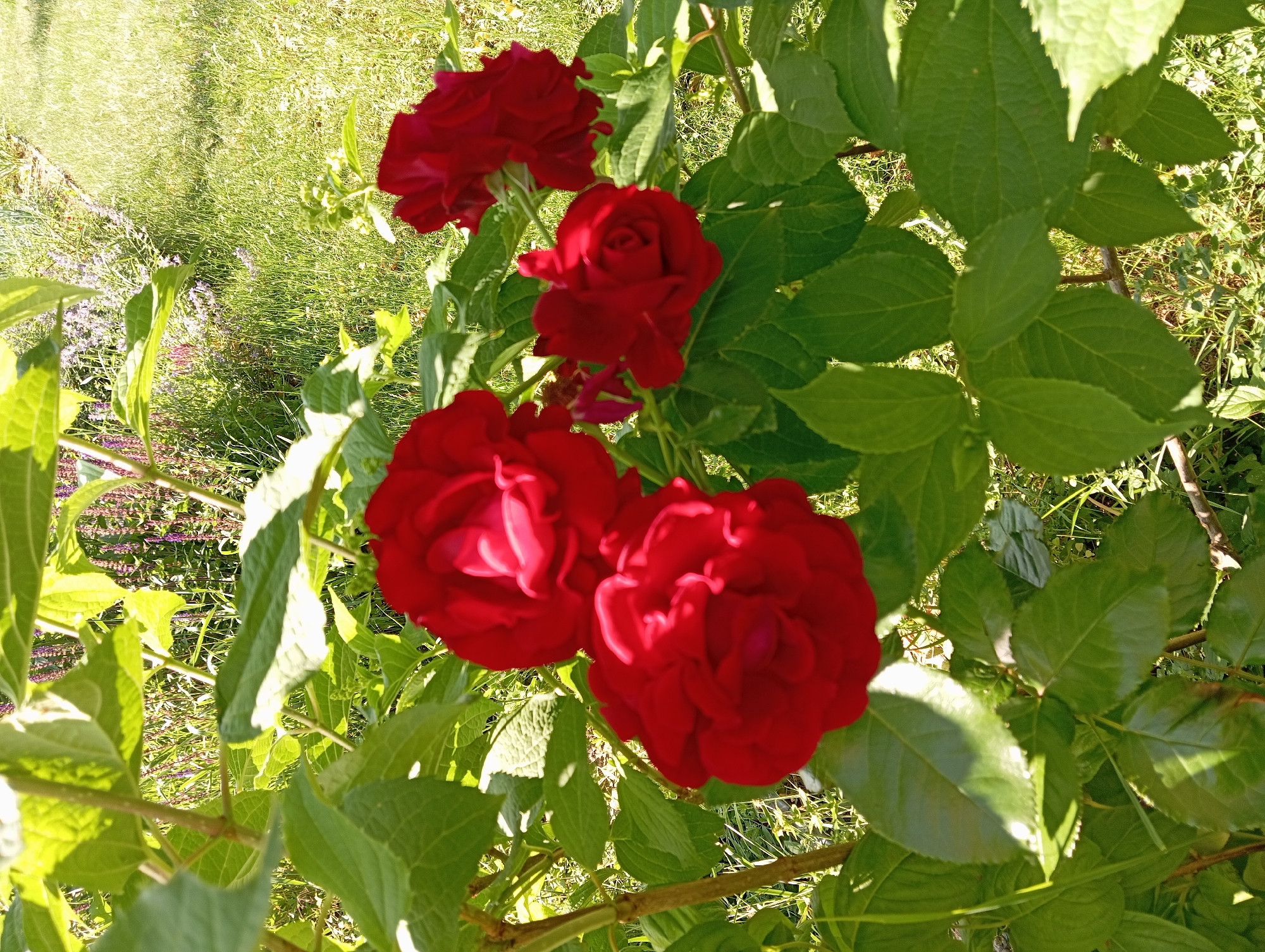 The image depicts a close-up view of a flowering plant featuring multiple deep red blossoms and vibrant green foliage, situated in an outdoor garden environment within Nitra, Slovakia. Four primary red flowers are prominent, positioned in the foreground and midground, exhibiting various stages of bloom. The leaves of the plant are a rich green, with some surfaces reflecting direct sunlight, indicating a sunny condition. In the background, a manicured grassy area or lawn is visible, brightly illuminated. Beyond the lawn, in the upper and mid-background, is a dense growth of taller green plants intermingled with small purple flowers, suggestive of a cultivated garden bed. No individuals or specific actions are discernible within the frame.