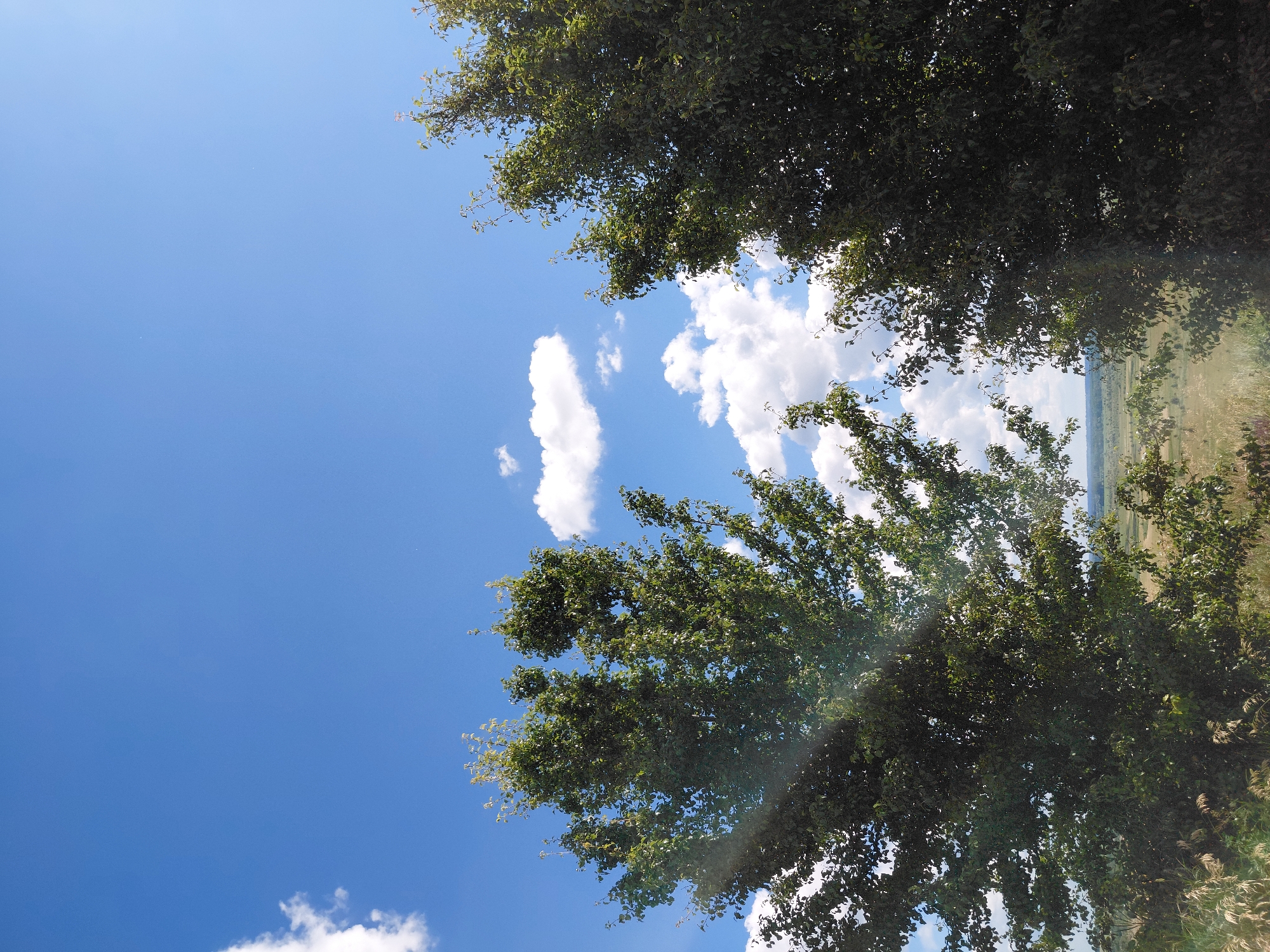 Two deciduous trees, likely located in the city of Ustyvytsia, Ukraine, dominate the foreground of this outdoor, daylight scene. The tree on the left is partially visible, with its lush green foliage creating a dense canopy. The tree on the right is more fully depicted, its branches extending across the frame, also covered in abundant green leaves. In the background, a vast, open field stretches towards the horizon, with patches of dry grass and scattered vegetation. The sky above is a vibrant blue, punctuated by scattered white cumulus clouds. A faint lens flare emanates from the upper left of the image, casting a subtle sheen across the scene. No people or animals are visible.