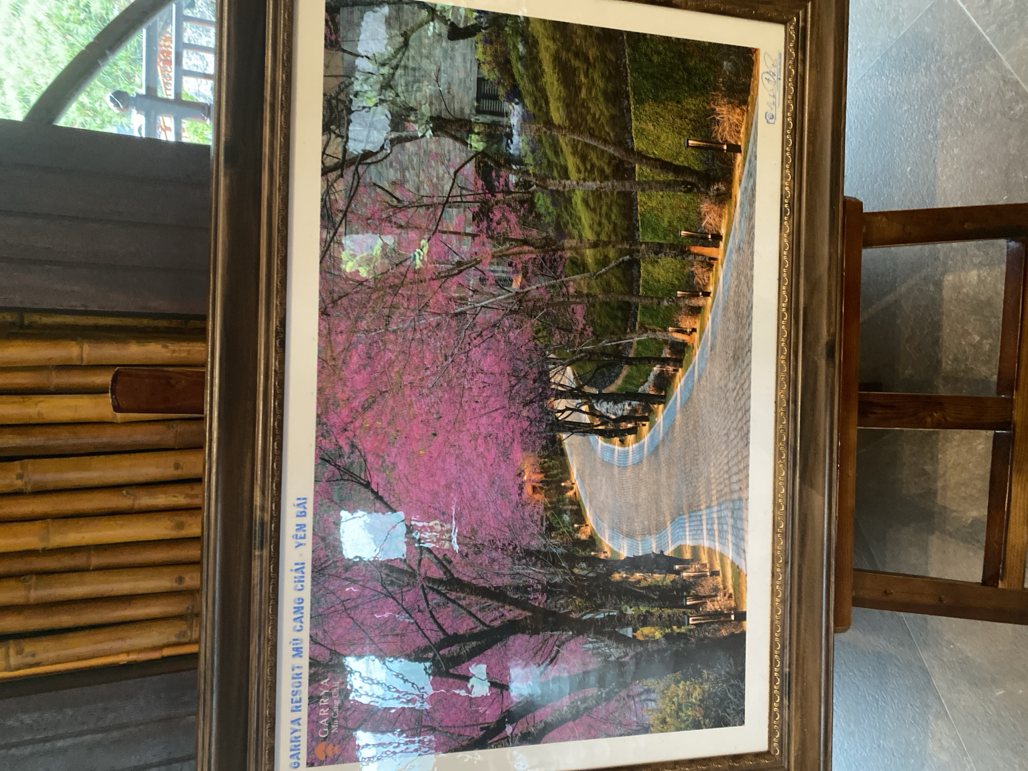 An eye-level photograph captures a framed picture displayed on a dark wooden easel. The background features vertical wooden bamboo-like panels on the left, transitioning to a dark grey surface and a window on the right, revealing green foliage and a wooden railing outside.
The framed picture depicts a scenic, winding, paved road illuminated by numerous ground-level pathway lights. The road is constructed with light grey pavers arranged in a pattern, featuring lighter grey or white stripes. Both sides of the road are densely lined with trees adorned with vibrant pink blossoms, suggesting a spring or early flowering period. The tree trunks are dark and prominent. Manicured green hedges and various types of foliage flank the road and ascend slopes. In the upper right background, a building with a textured facade is partially visible amidst the trees. The picture's surface exhibits multiple bright, square-shaped reflections from ambient lighting.
Text overlaid on the upper left of the picture reads "GARRYA RESORT MÙ CANG CHẢI - YÊN BÁI" in blue capital letters, with a smaller "GARRYA Mù Cang Chải" logo below it. A faint, illegible signature or emblem is present in the lower right corner of the picture. The resort depicted is located in Mù Cang Chải district, Yên Bái province, Vietnam. Púng Luông is a commune within the Mù Cang Chải district. The easel rests on a light grey tiled floor, partially visible in the foreground. No people are present in the scene.