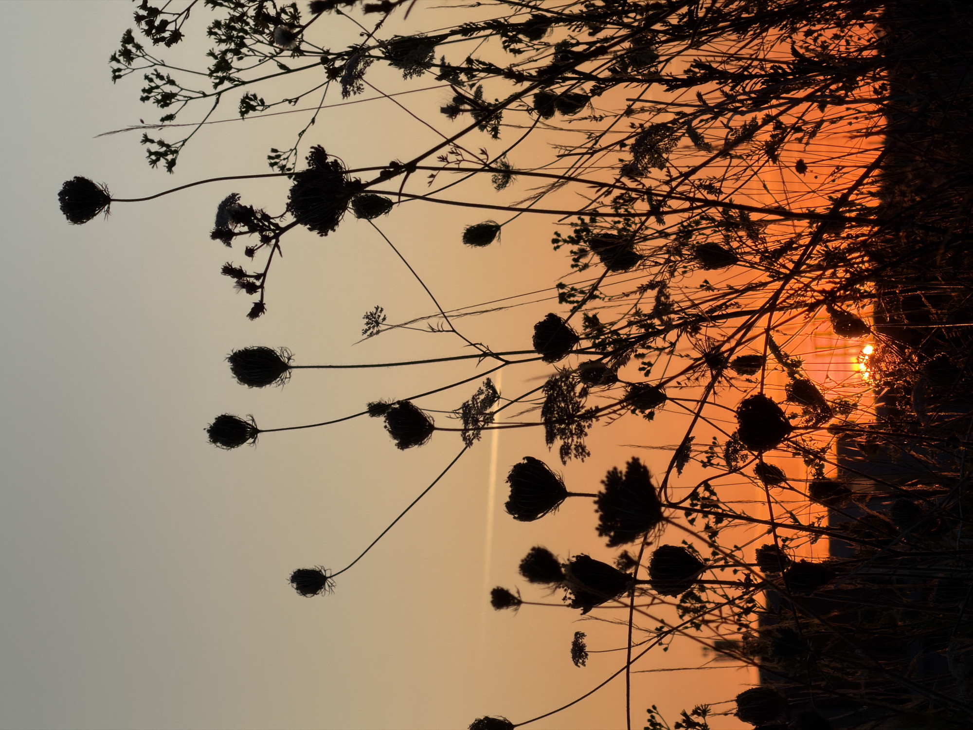 The image depicts a silhouette of wild grasses and flower seed heads against a vibrant orange sunset sky. The foreground is dominated by dark, intricate shapes of drying plants, creating a stark contrast with the warm gradient of the sky, which transitions from a pale yellow at the top to a deep orange near the horizon. The sun itself is partially visible through the foliage on the right side of the frame, its rays casting a warm glow. The overall scene is one of natural beauty, possibly captured in a rural or park-like setting.
Based on the provided metadata, this image was taken on an unspecified date in the commune of Leudelange, Luxembourg.
