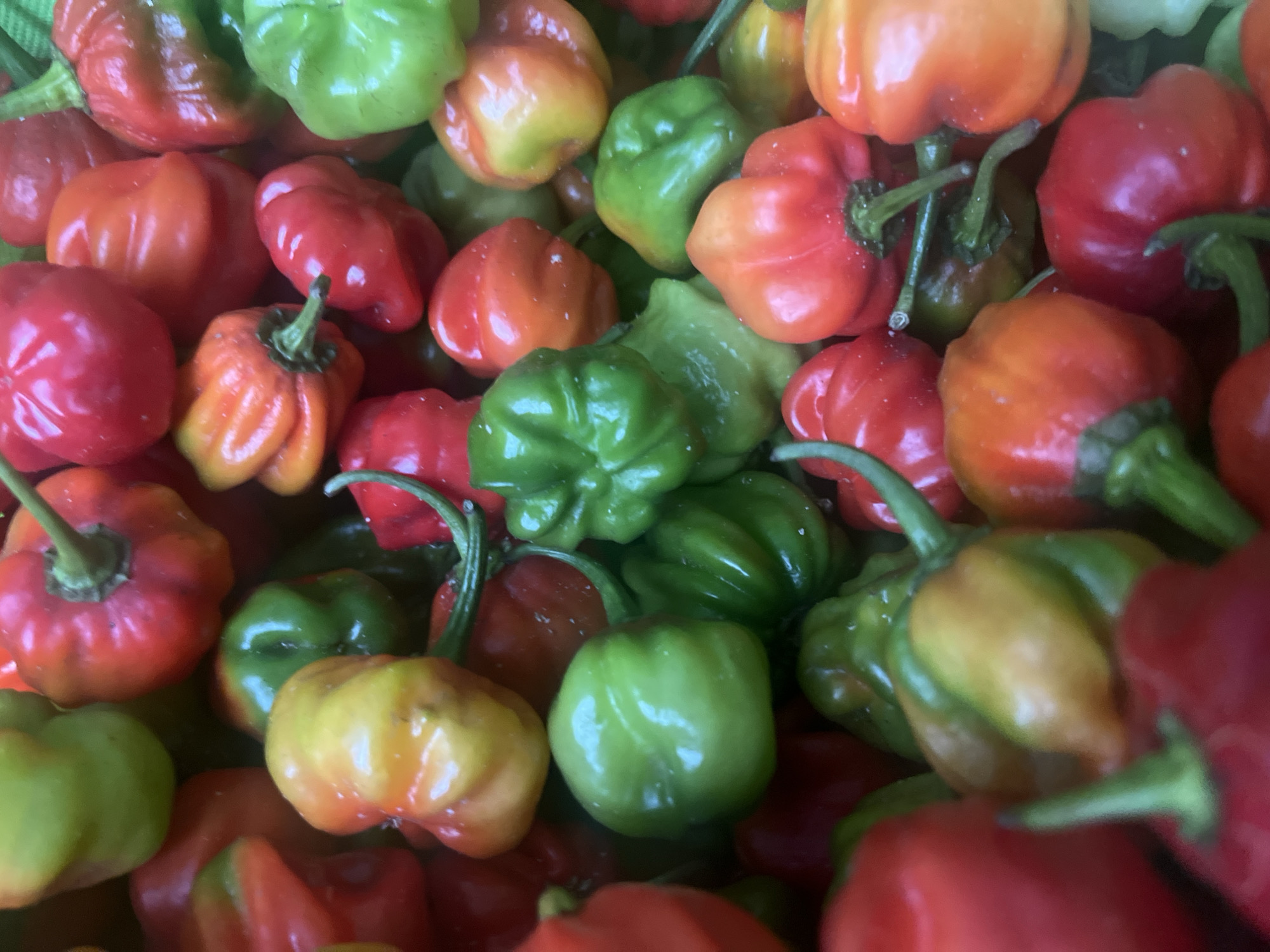 A close-up, overhead shot displays a vibrant, abundant pile of ripe chili peppers. The peppers exhibit a variety of colors, ranging from deep reds and bright oranges to vibrant greens and yellow-greens. They are small to medium in size, with a bumpy, waxy texture and prominent stems. The lighting suggests an outdoor setting, possibly a market stall or a home garden, in Conuco Viejo, Venezuela, where these peppers are likely grown or sold. The overall impression is one of freshness and natural bounty.