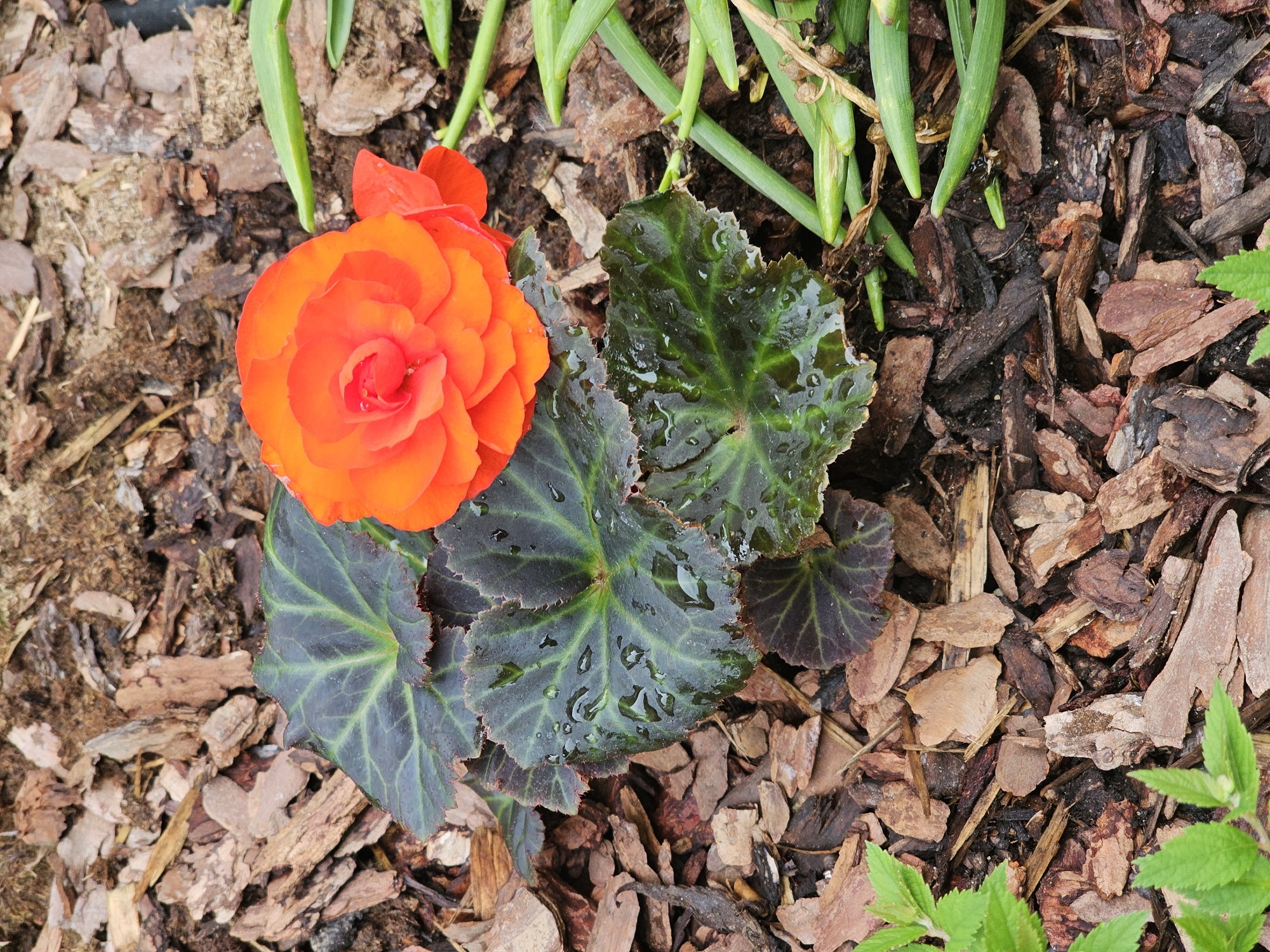 This close-up, overhead shot captures a vibrant orange begonia flower nestled within a garden setting. The begonia, positioned on the left side of the frame, is in full bloom, showcasing numerous layered petals in a rich, warm hue. Its distinct, broad dark green leaves, some appearing almost purple-black, surround the flower and are covered with visible water droplets, suggesting recent rain or watering. The leaves have a slightly textured, somewhat serrated edge.
The ground around the begonia is covered with a thick layer of brown wood chip mulch, varying in size and color, which serves as the primary backdrop for the plants. In the upper part of the image, slender, bright green, strap-like leaves of another plant (possibly a bulb flower) emerge from the mulch. A small cluster of lighter green foliage is also visible in the bottom right corner. The lighting indicates it is daytime. The scene depicts a cultivated garden bed, consistent with a residential or community garden in Березка Снт (красногорский Р-н), Russia. There is no visible text in the image.