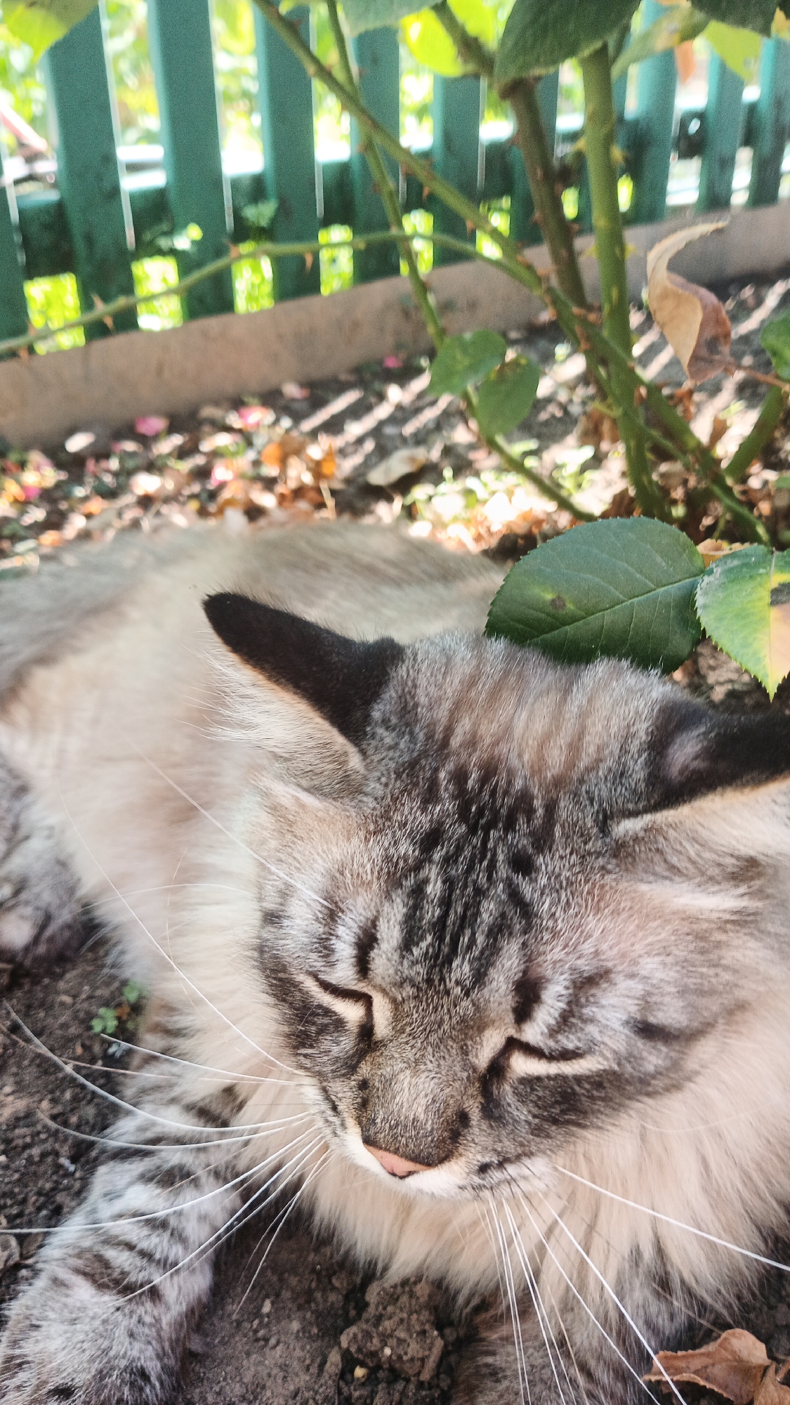 A close-up, eye-level shot shows a cat sleeping in what appears to be an outdoor setting. The cat, with striped gray and cream fur and dark ear tips, is lying on its side with its eyes closed. Its whiskers are long and white, fanning out from its snout. The background consists of dry leaves and dirt on the ground, with a green wooden fence and some plant stems visible. A green leaf rests near the cat's head. The image's lighting suggests it was taken during the day. The scene could be a garden or backyard.