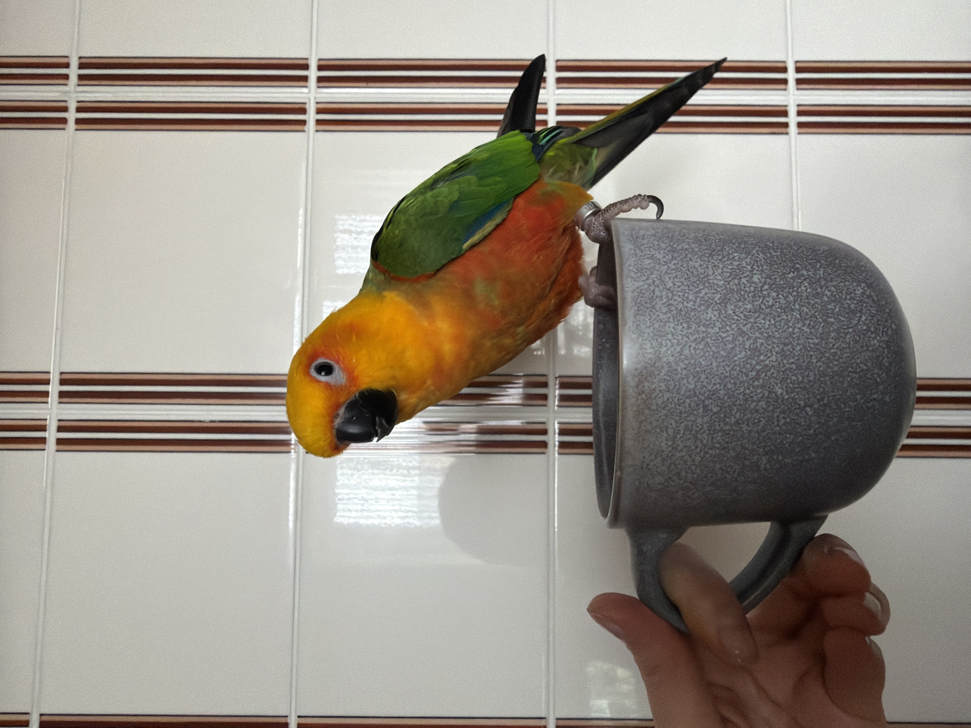 A Sun Conure parrot clings upside down to the rim of a gray mug held by a human hand. The bird has a yellow head, orange body, and green and black wings and tail. It is perched on the rim of the mug with its feet. The background consists of a tiled wall with white tiles bordered by horizontal brown stripes. The scene appears to be indoors, likely a kitchen or bathroom. There is no indication of the city of Khimki, Russia, in the image.