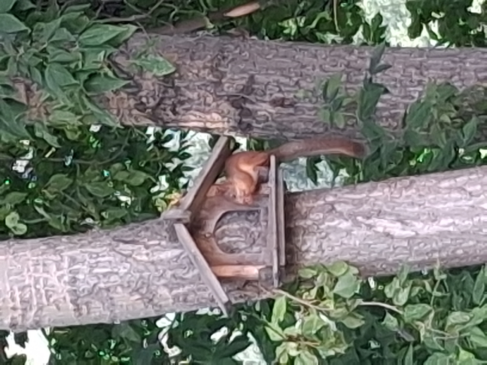 An orange squirrel is perched on the platform of a wooden bird feeder attached to a tree trunk. The squirrel is facing to the right and appears to be eating. The bird feeder is triangular with an arched opening in the front. The tree trunk is rough and textured, with green leaves and foliage surrounding it. The background is blurred, suggesting an outdoor environment, likely in a park or natural area within Novosibirsk, Russia.